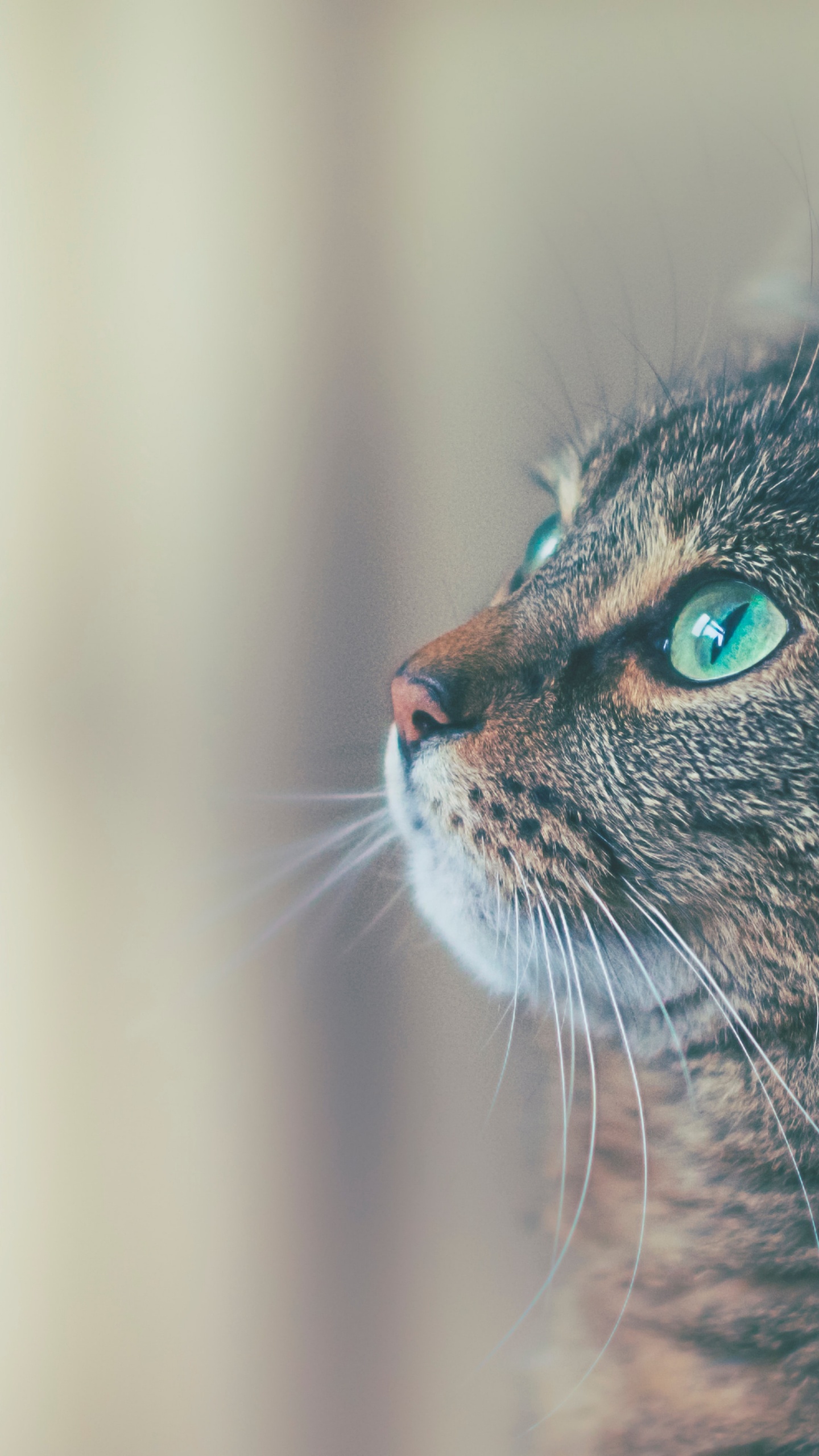 Cat, Great Dane, Veterinarian, City Creatures Animal Hospital, Flying Cloud Animal Hospital. Wallpaper in 1440x2560 Resolution