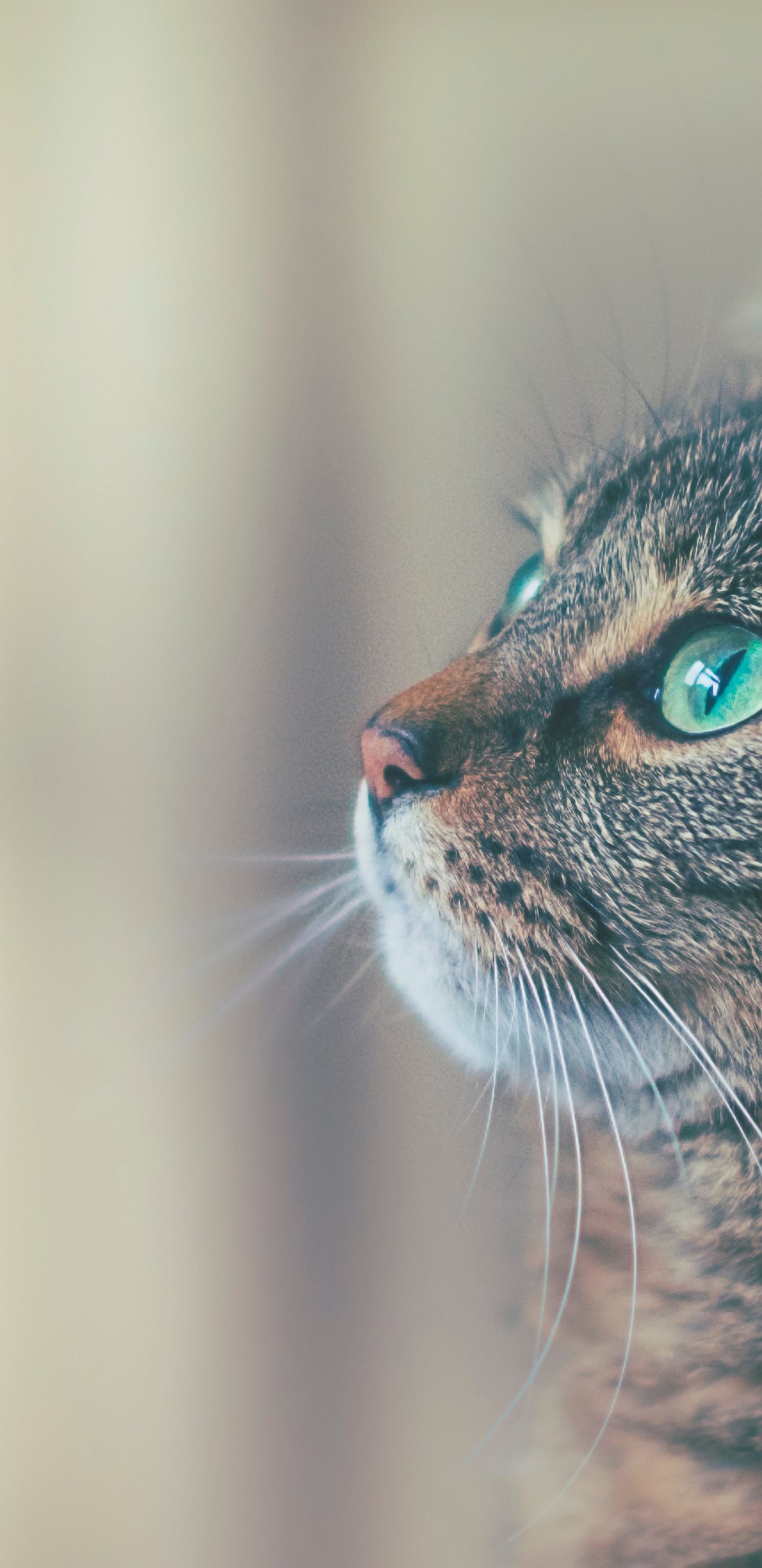 Cat, Great Dane, Veterinarian, City Creatures Animal Hospital, Flying Cloud Animal Hospital. Wallpaper in 1440x2960 Resolution