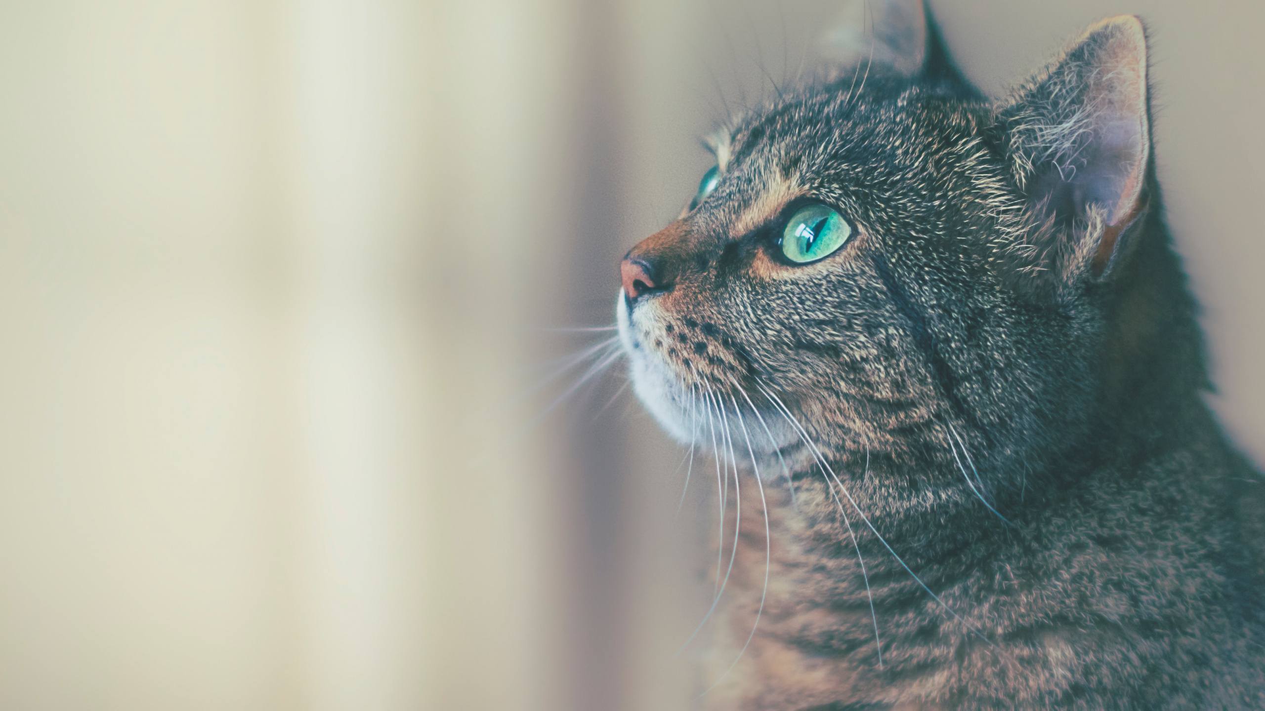 Cat, Great Dane, Veterinarian, City Creatures Animal Hospital, Flying Cloud Animal Hospital. Wallpaper in 2560x1440 Resolution