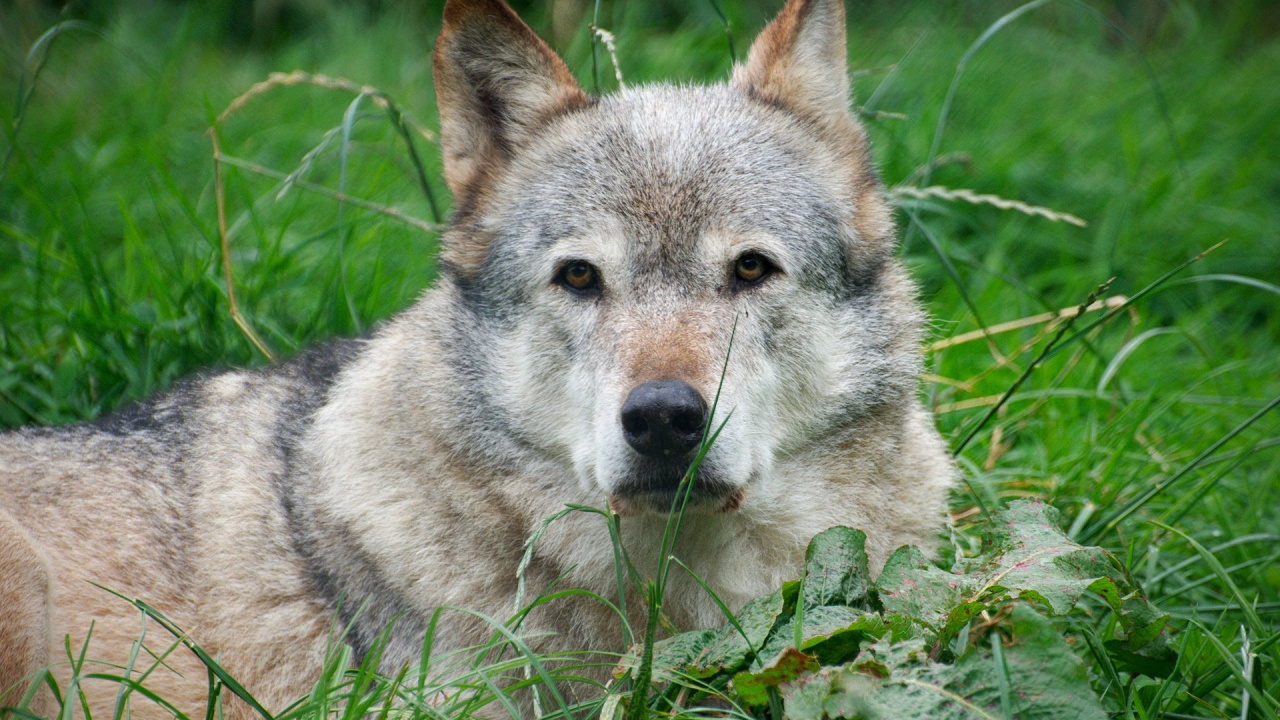 Loup Brun Sur L'herbe Verte Pendant la Journée. Wallpaper in 1280x720 Resolution