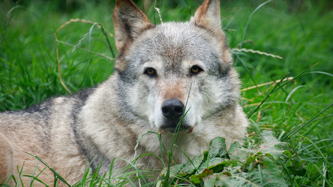 Brauner Wolf Auf Grünem Gras Tagsüber. Wallpaper in 1366x768 Resolution