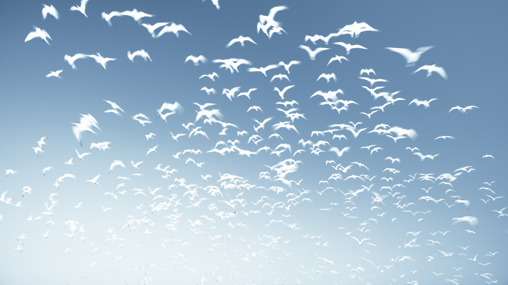 Vogelschwarm, Der Tagsüber Unter Blauem Himmel Fliegt. Wallpaper in 1920x1080 Resolution