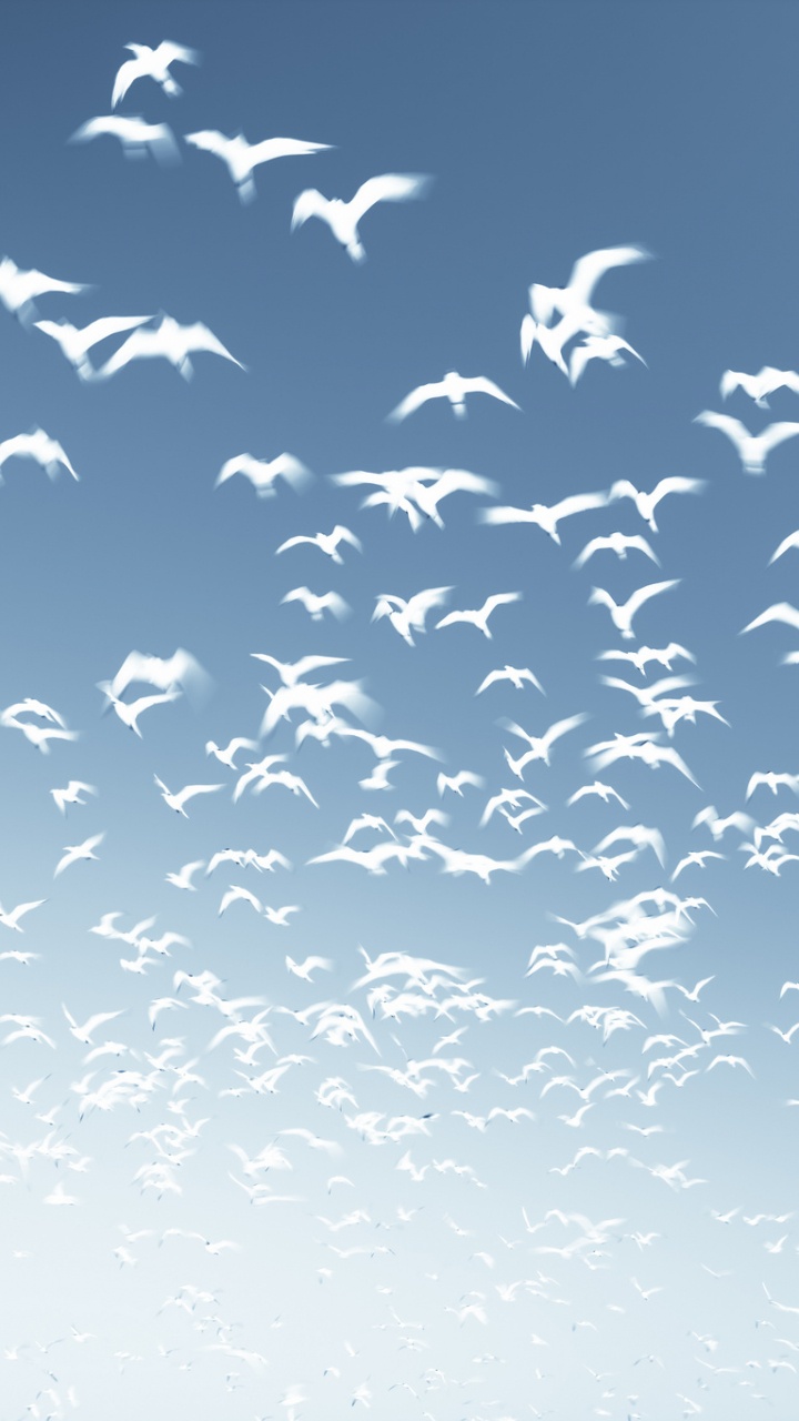 Vogelschwarm, Der Tagsüber Unter Blauem Himmel Fliegt. Wallpaper in 720x1280 Resolution