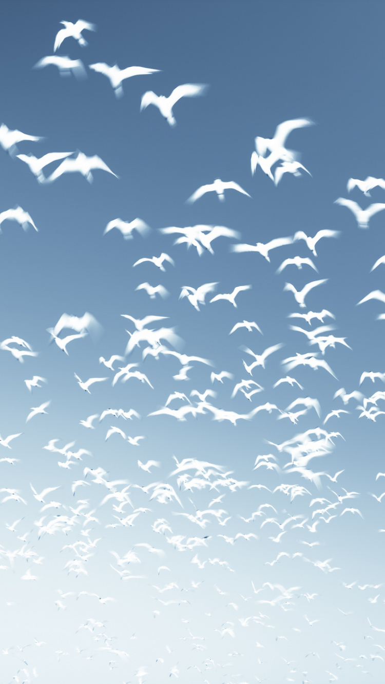 Vogelschwarm, Der Tagsüber Unter Blauem Himmel Fliegt. Wallpaper in 750x1334 Resolution