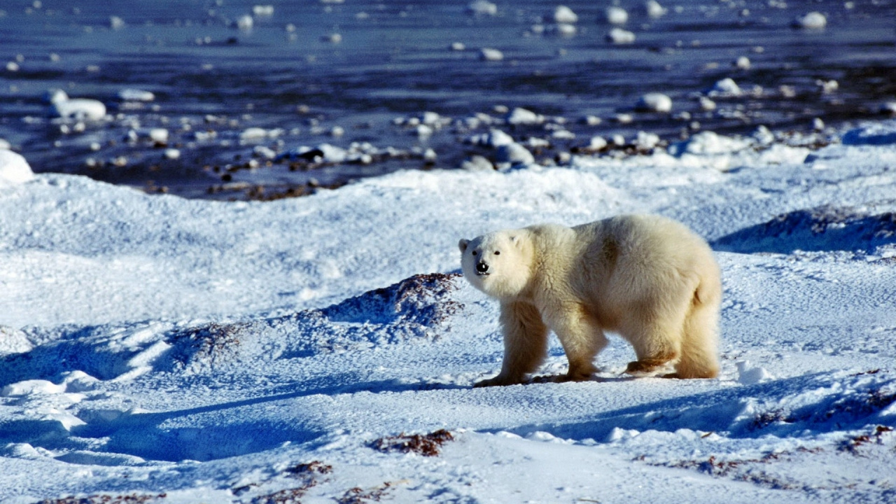 Polar Bear on Snow Covered Ground During Daytime. Wallpaper in 1280x720 Resolution