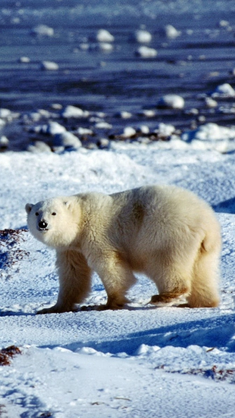 Polar Bear on Snow Covered Ground During Daytime. Wallpaper in 750x1334 Resolution