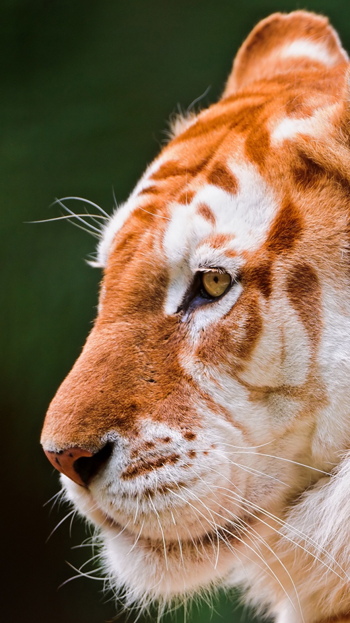 Tigre Brun et Blanc en Photographie Rapprochée. Wallpaper in 720x1280 Resolution