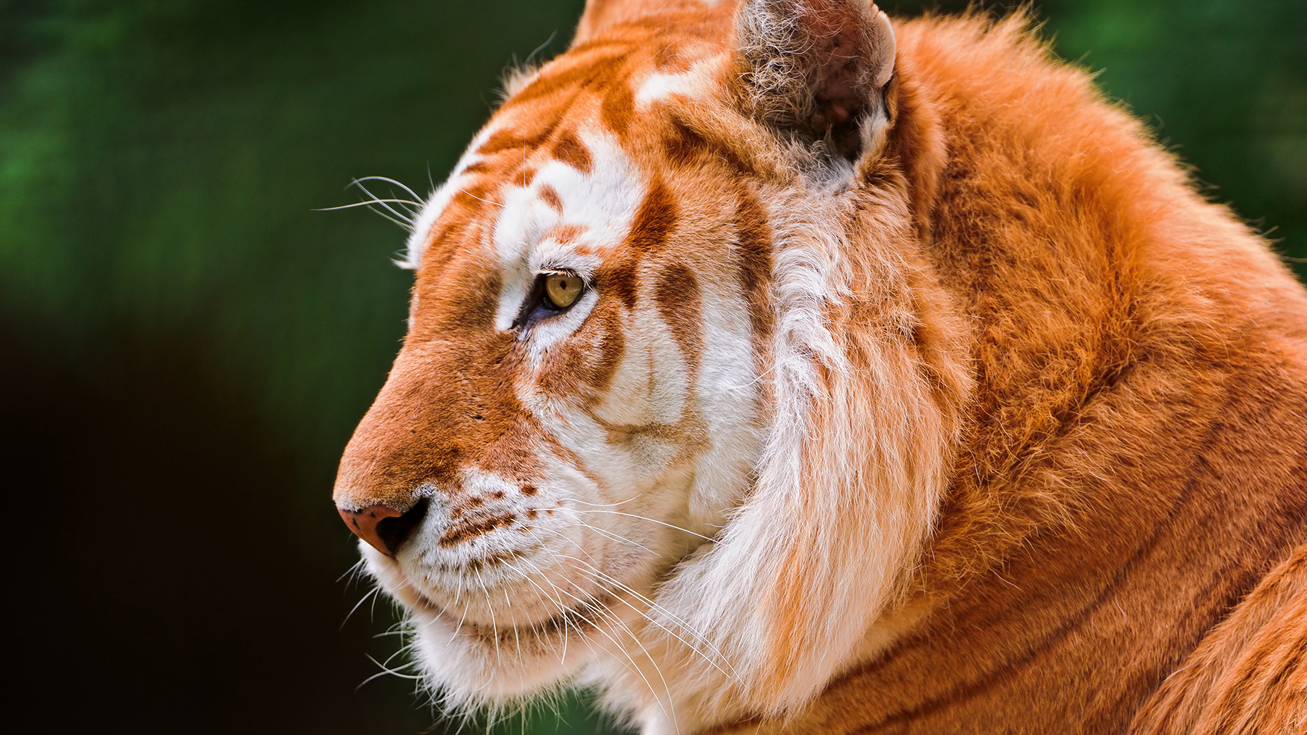 Tigre Marrón y Blanco en Fotografía de Cerca. Wallpaper in 2560x1440 Resolution