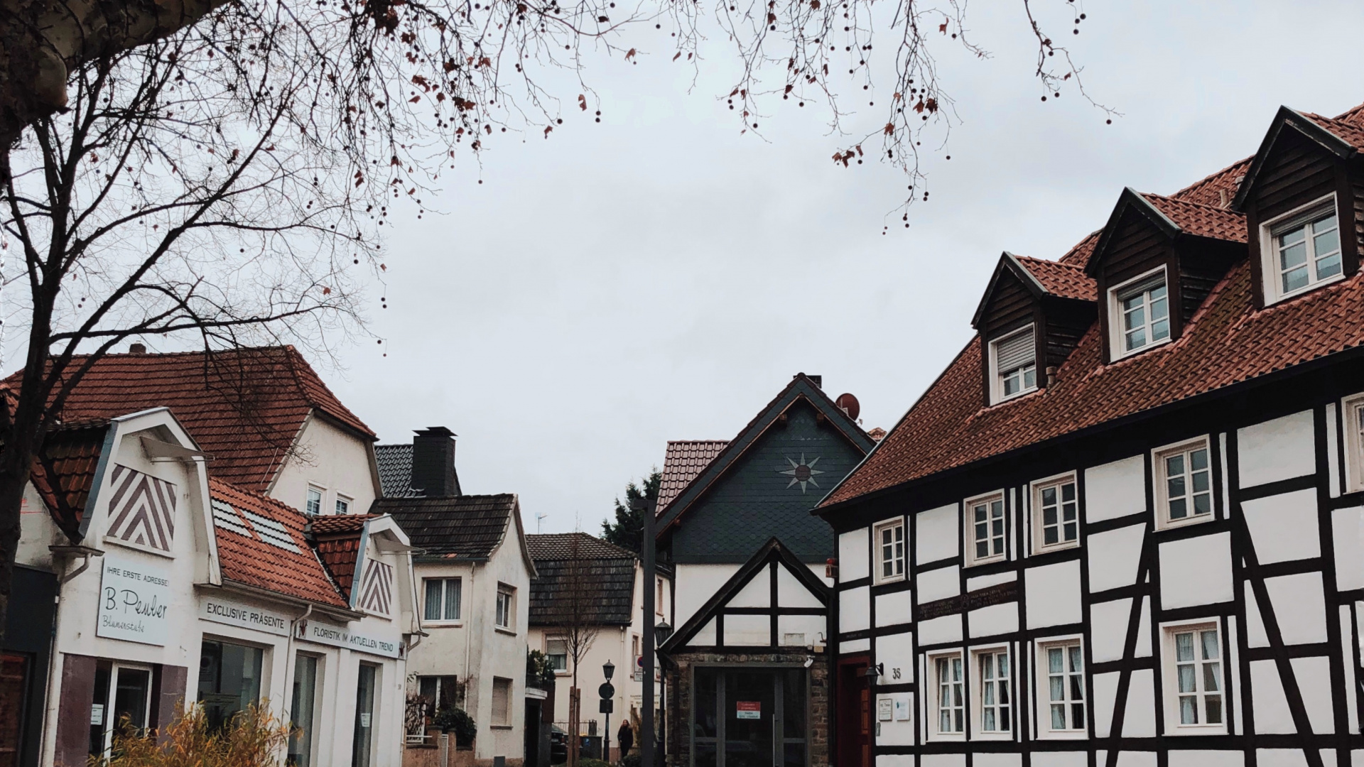 Tree, Science, Biology, Window, Neighbourhood. Wallpaper in 1920x1080 Resolution