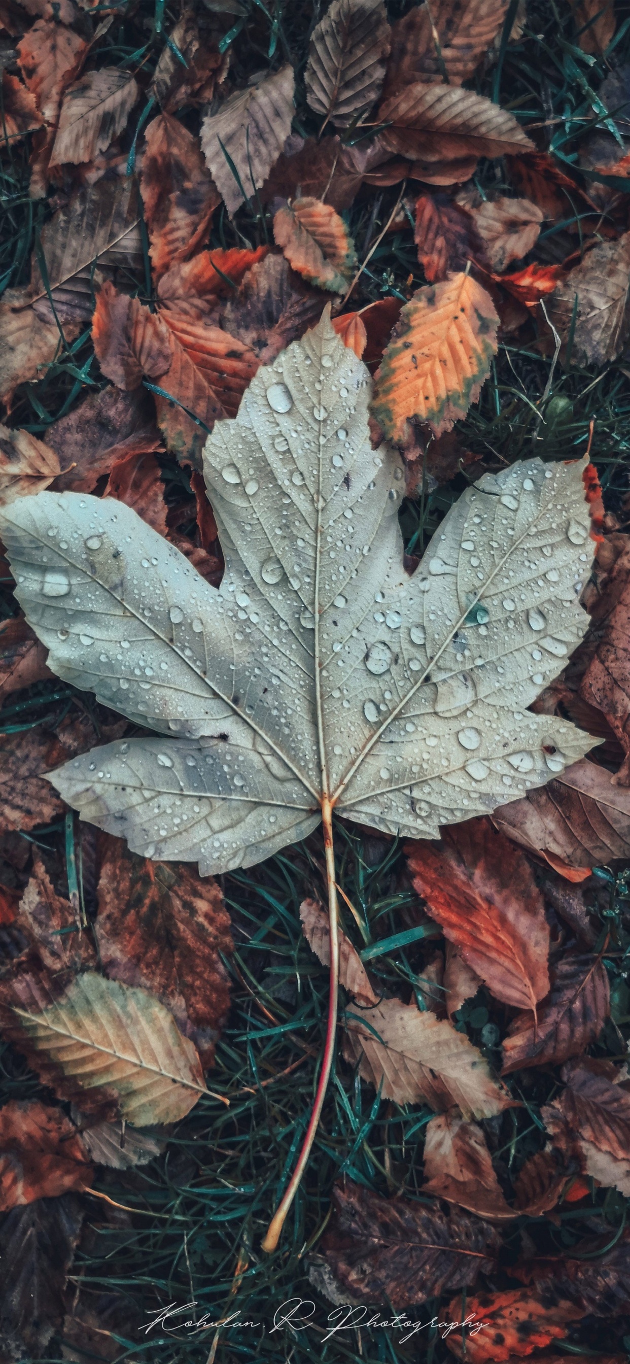 Feuille, Brown, Botanique, Gris, Plante Terrestre. Wallpaper in 1242x2688 Resolution