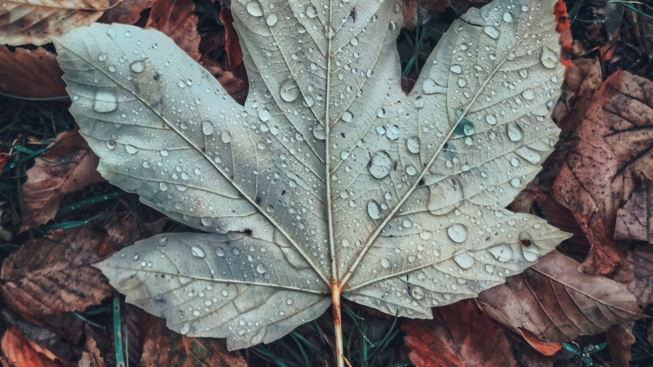 Feuille, Brown, Botanique, Gris, Plante Terrestre. Wallpaper in 1280x720 Resolution