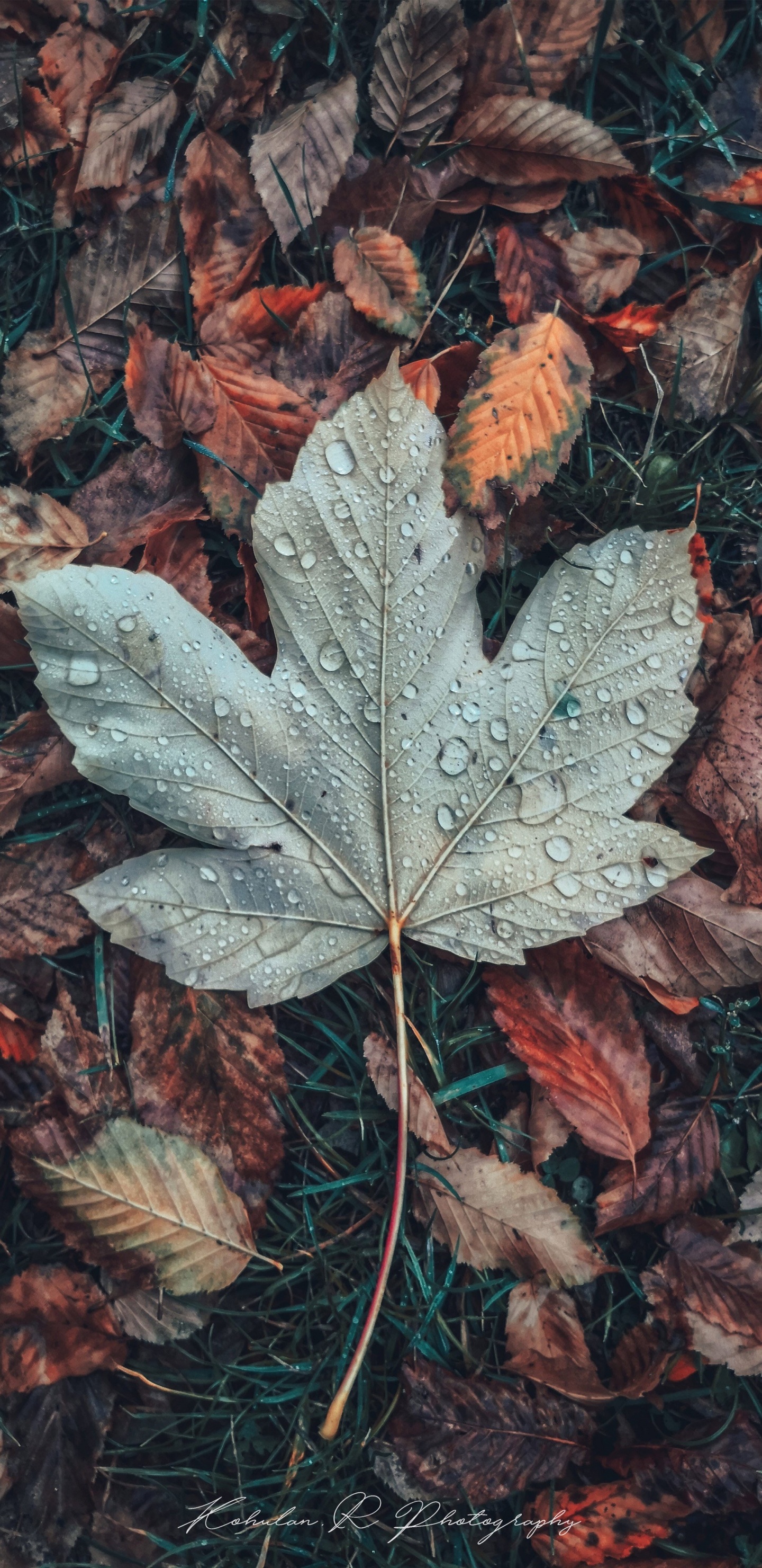 Feuille, Brown, Botanique, Gris, Plante Terrestre. Wallpaper in 1440x2960 Resolution