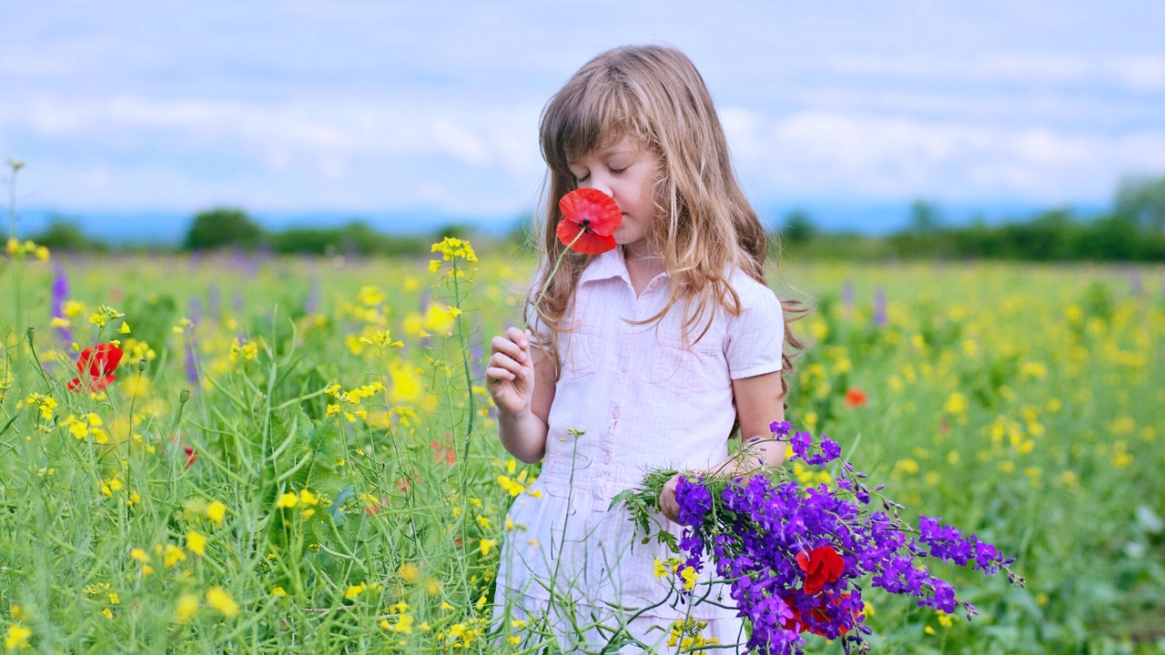 Spring, Meadow, Flower, Wildflower, Plant. Wallpaper in 1280x720 Resolution