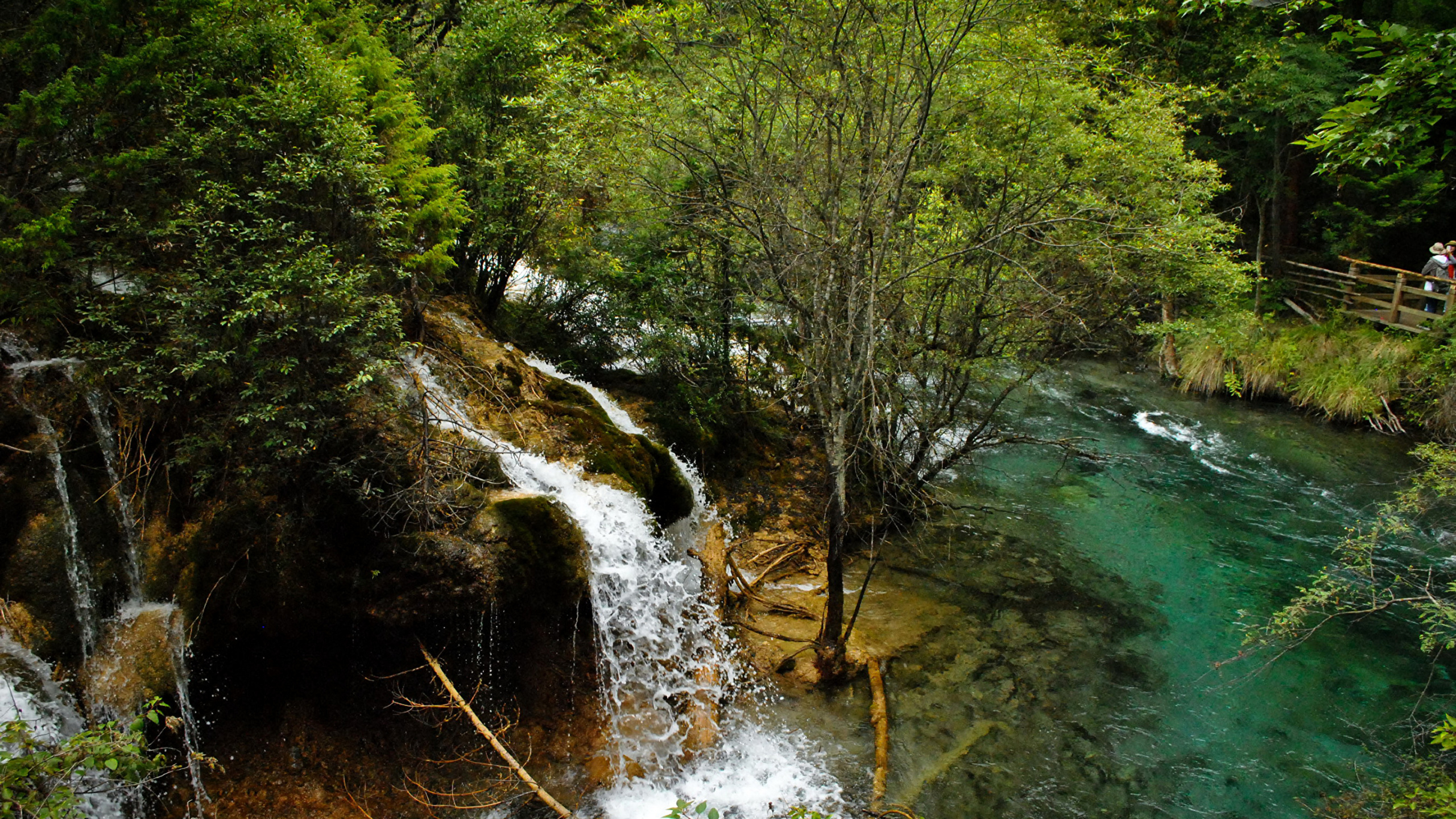Fluss Inmitten Grüner Bäume. Wallpaper in 2560x1440 Resolution