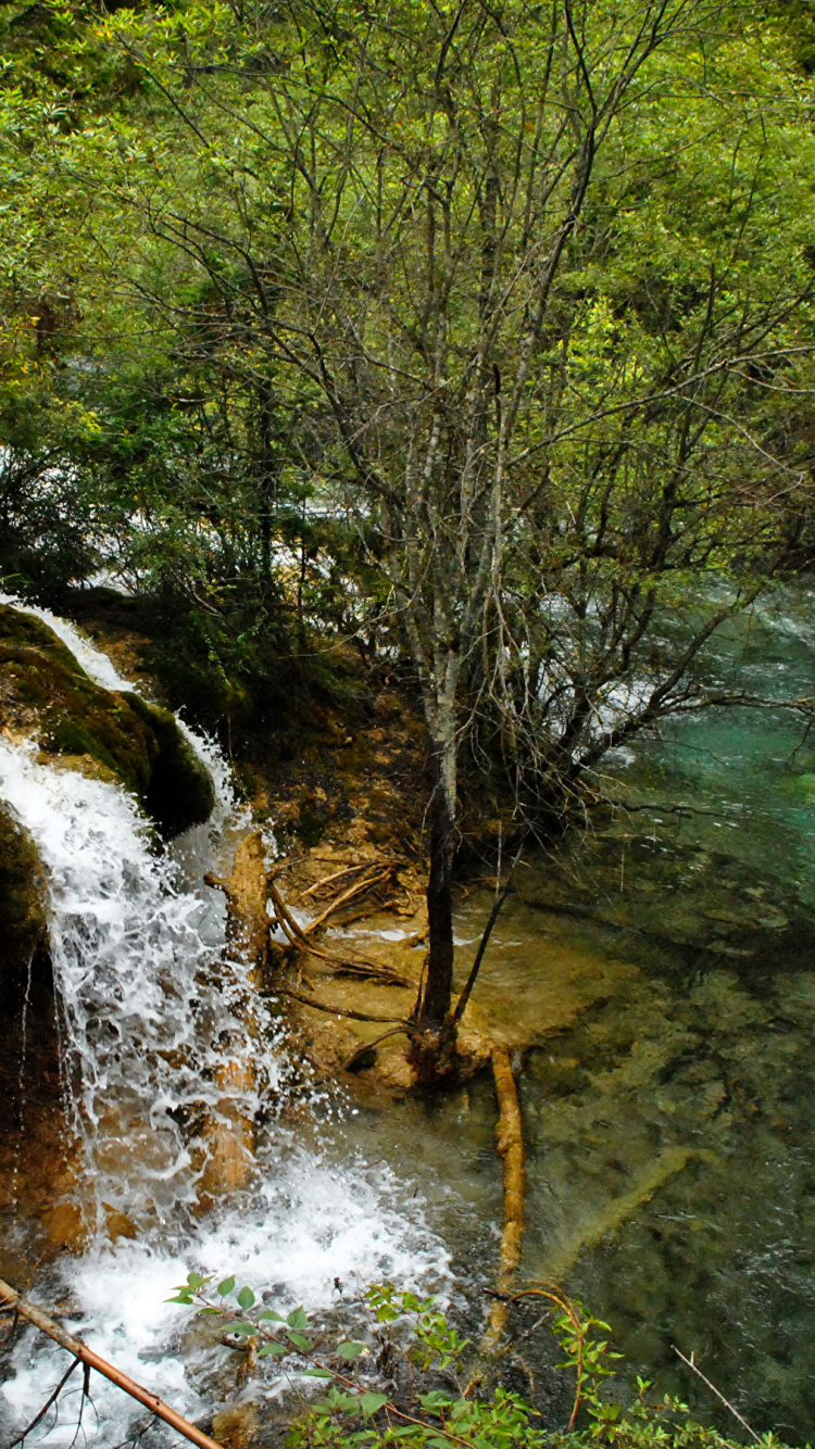 Fluss Inmitten Grüner Bäume. Wallpaper in 750x1334 Resolution