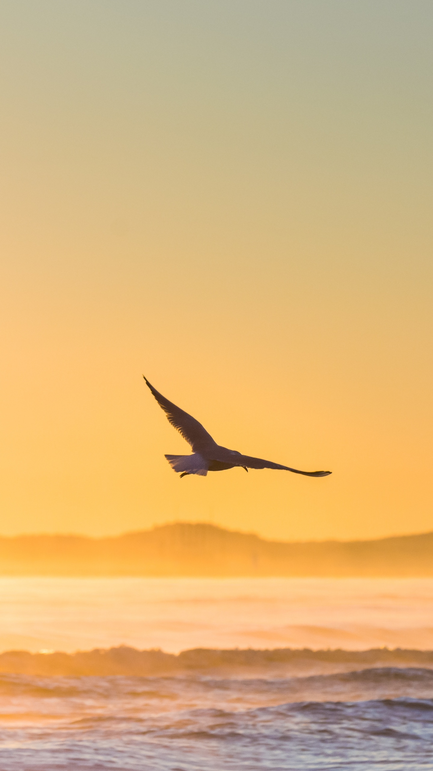 Oiseau Survolant la Mer au Coucher du Soleil. Wallpaper in 1440x2560 Resolution