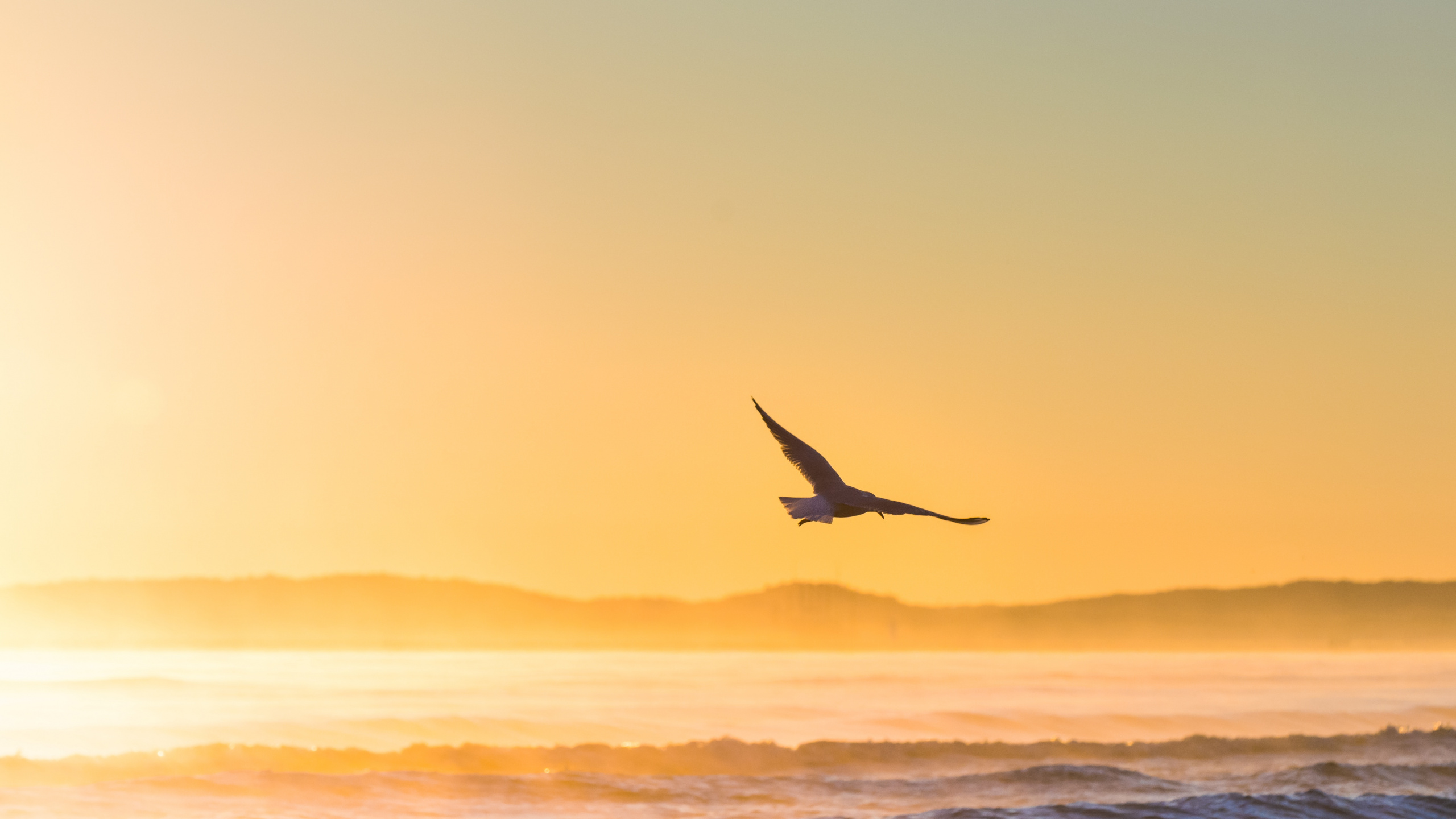 Oiseau Survolant la Mer au Coucher du Soleil. Wallpaper in 2560x1440 Resolution