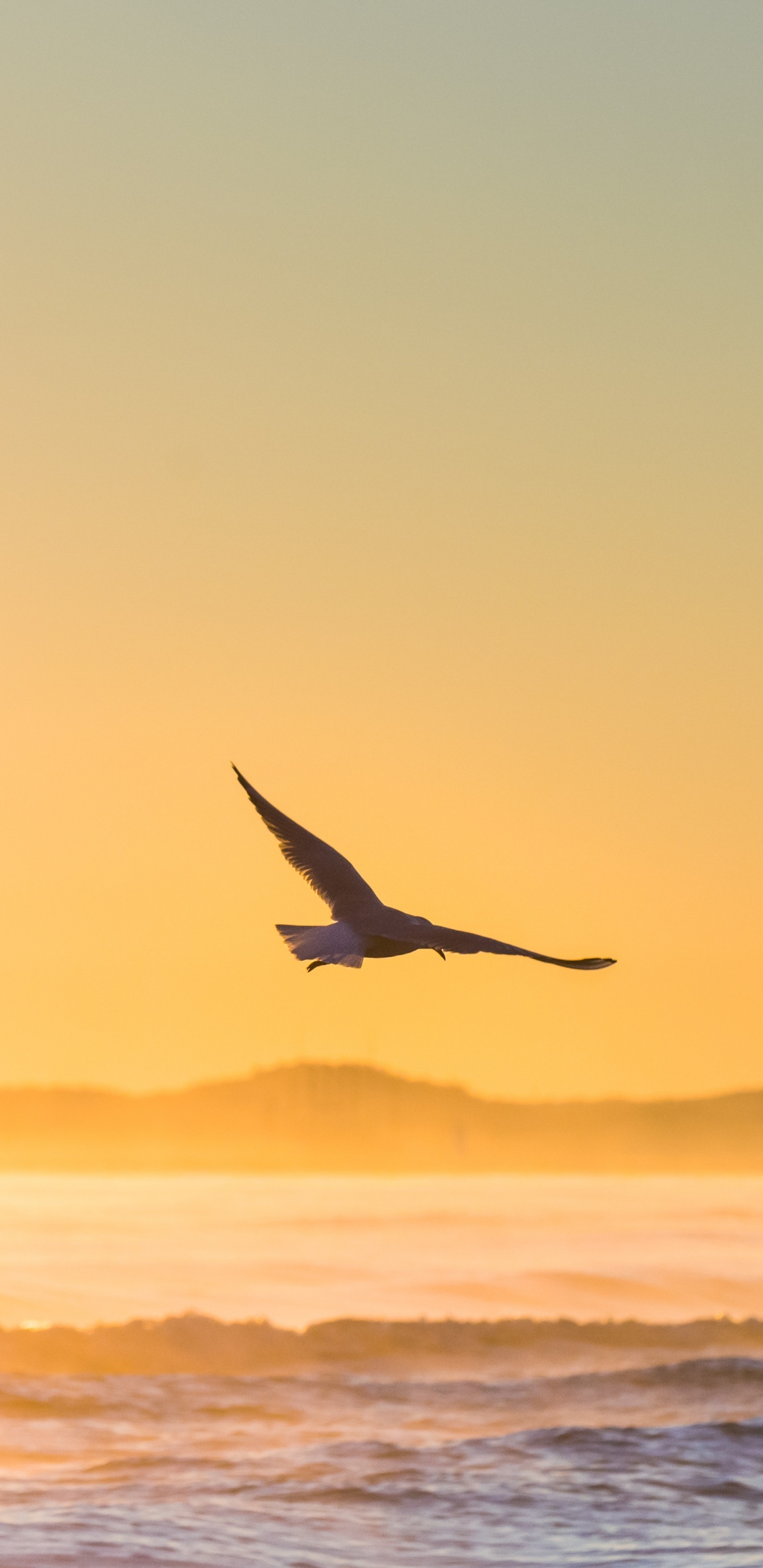 Vogel Fliegt Bei Sonnenuntergang Über Das Meer The. Wallpaper in 1440x2960 Resolution