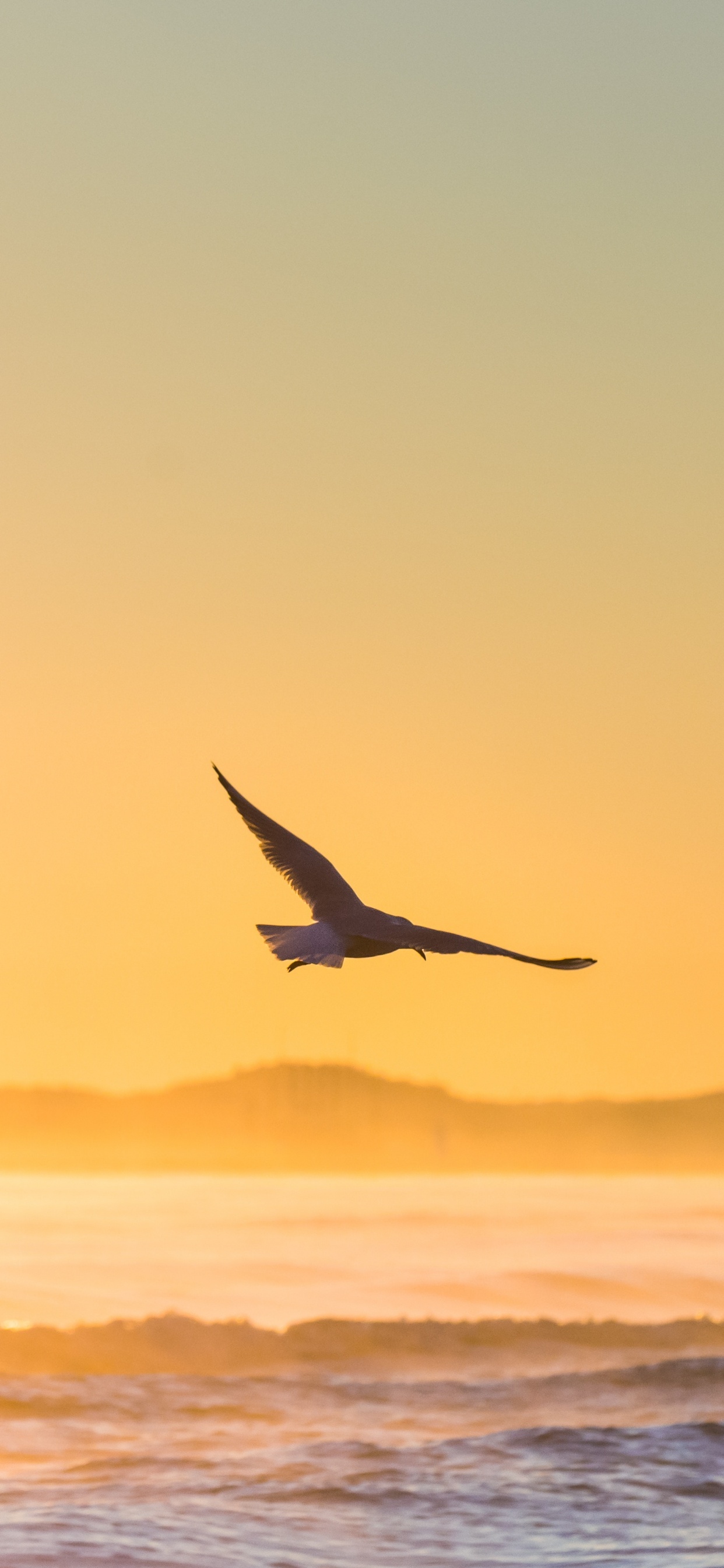 Bird Flying Over The Sea During Sunset. Wallpaper in 1242x2688 Resolution