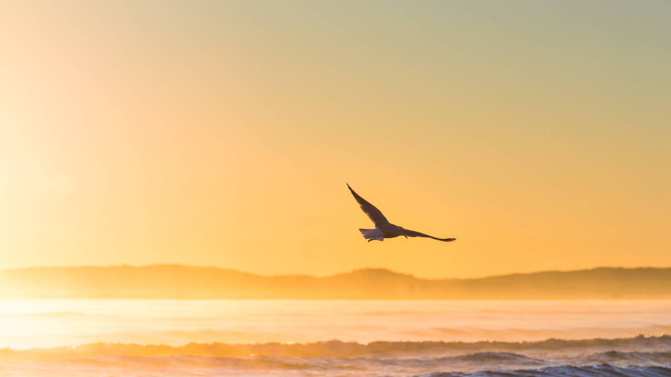 Bird Flying Over The Sea During Sunset. Wallpaper in 1366x768 Resolution