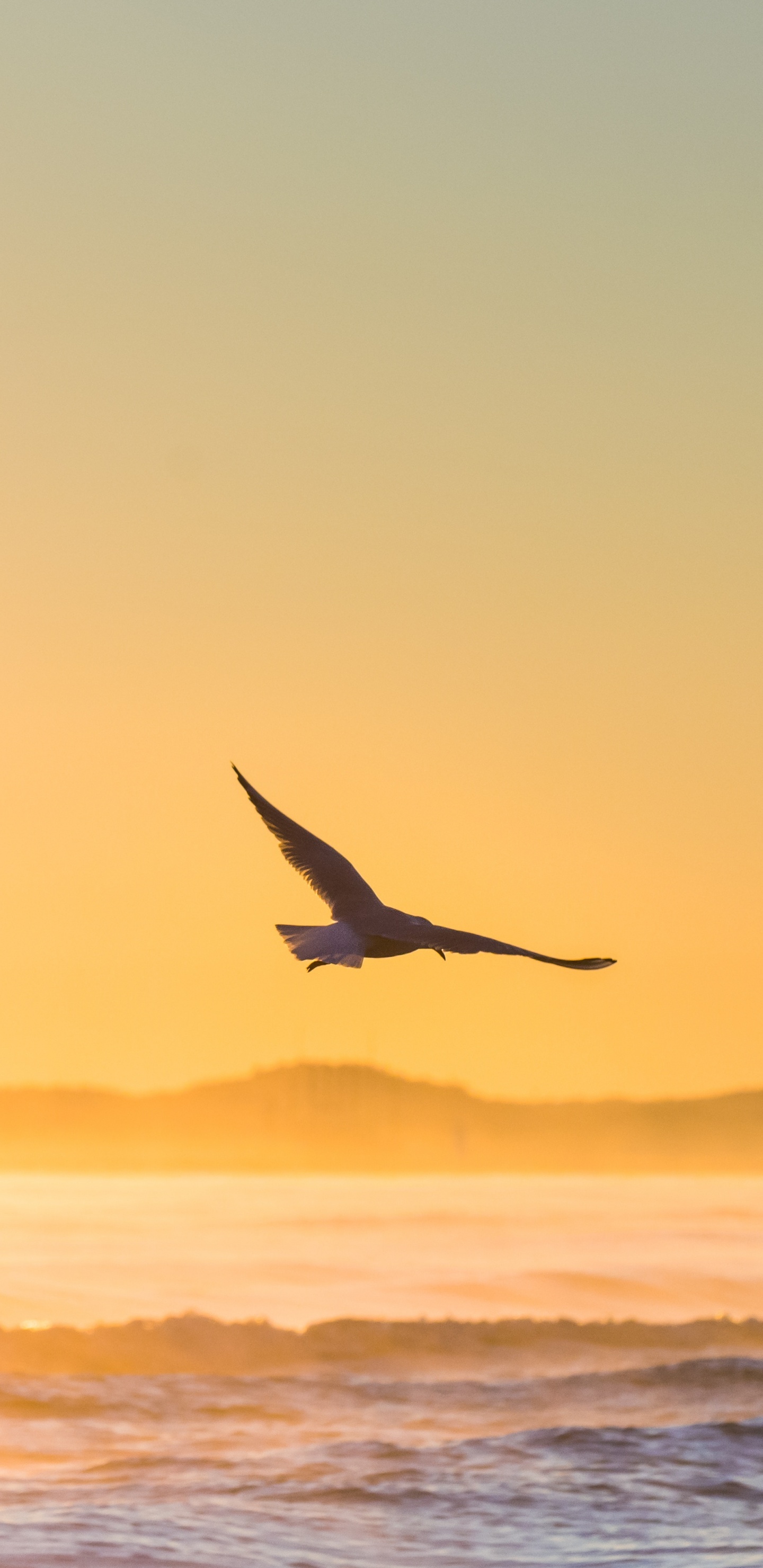 Bird Flying Over The Sea During Sunset. Wallpaper in 1440x2960 Resolution