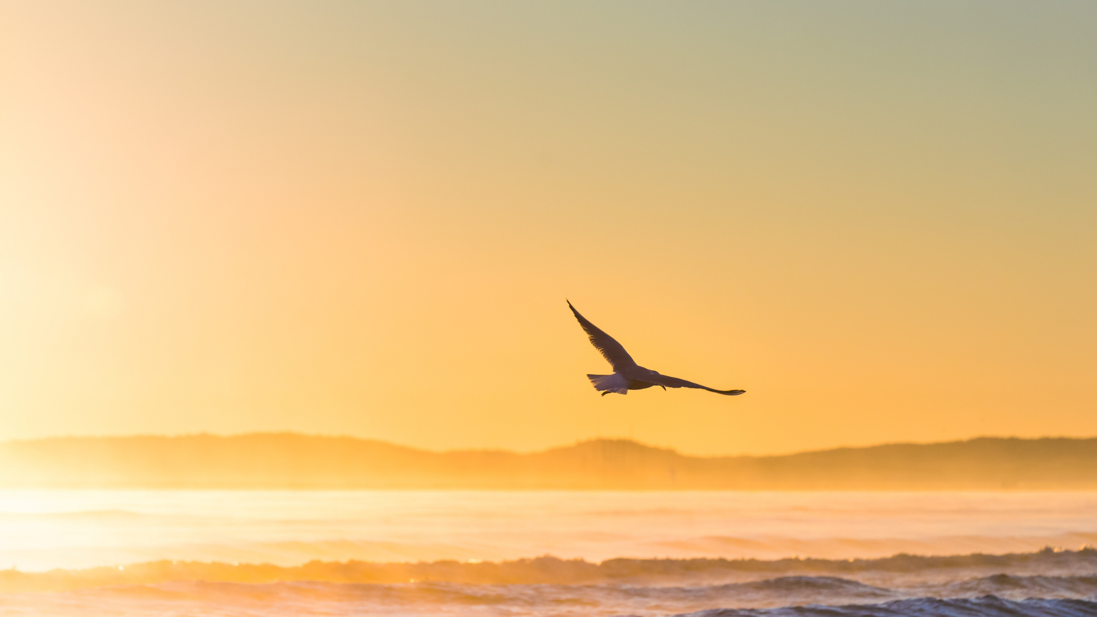 鸟, 大海, 日落, 海洋, 地平线 壁纸 3840x2160 允许