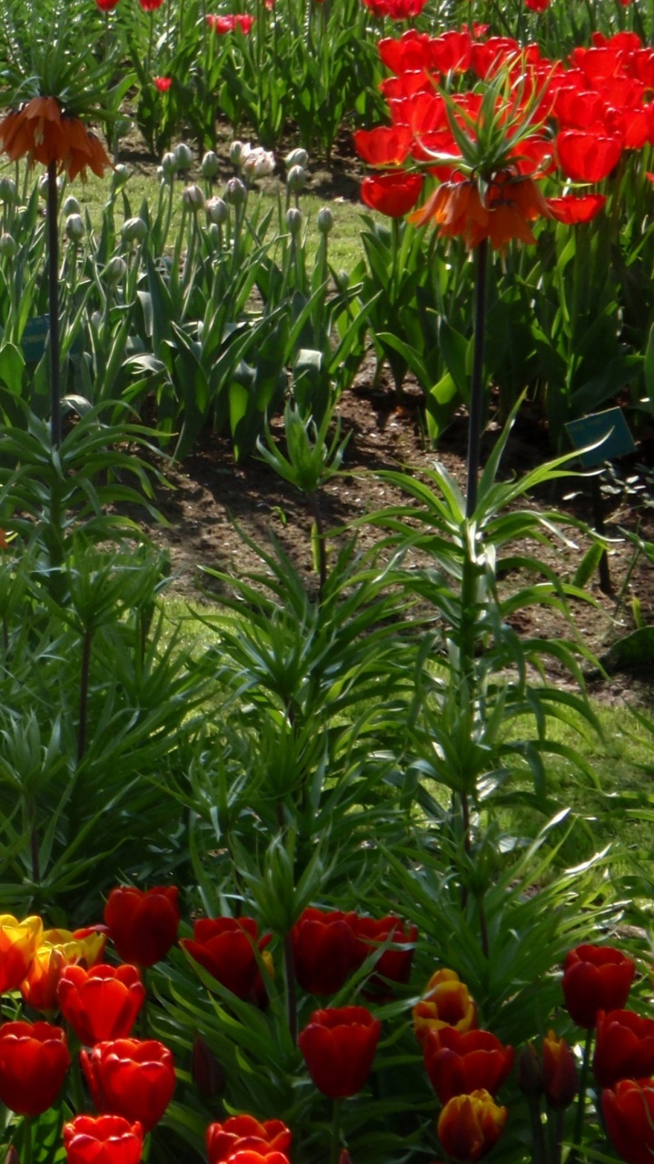 Red and White Flowers Beside Green Grass. Wallpaper in 720x1280 Resolution
