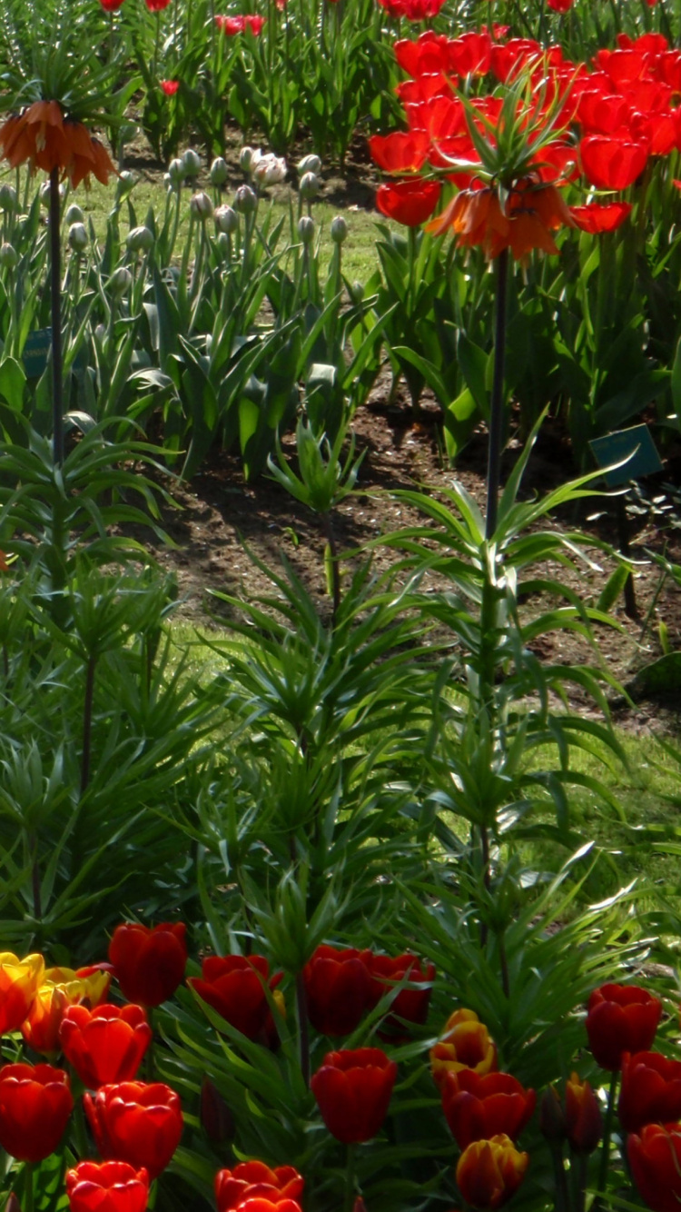 Red and White Flowers Beside Green Grass. Wallpaper in 750x1334 Resolution
