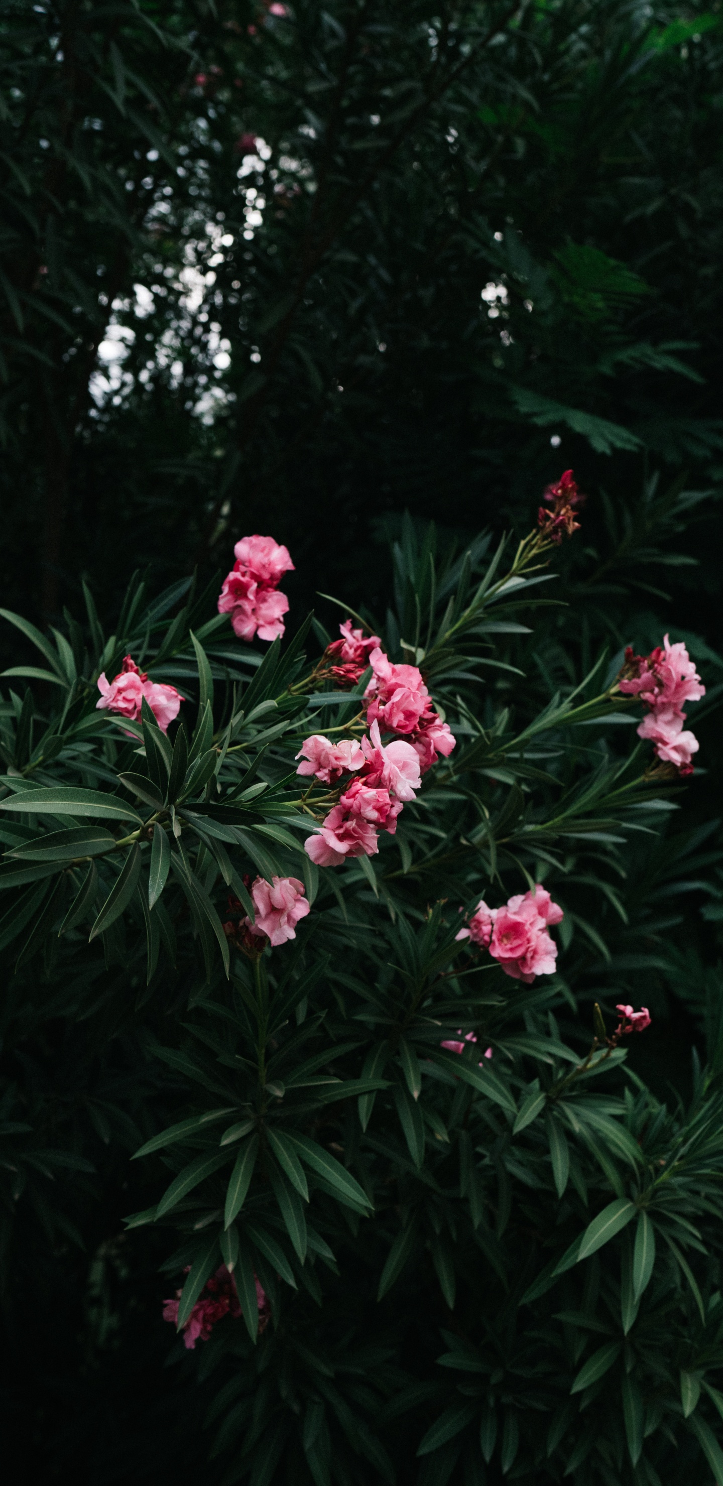 Rosa Blüten Mit Grünen Blättern. Wallpaper in 1440x2960 Resolution