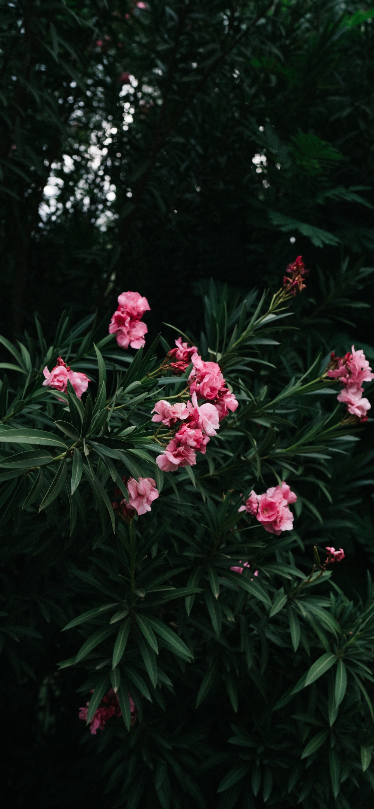 Flores Rosadas Con Hojas Verdes. Wallpaper in 1242x2688 Resolution