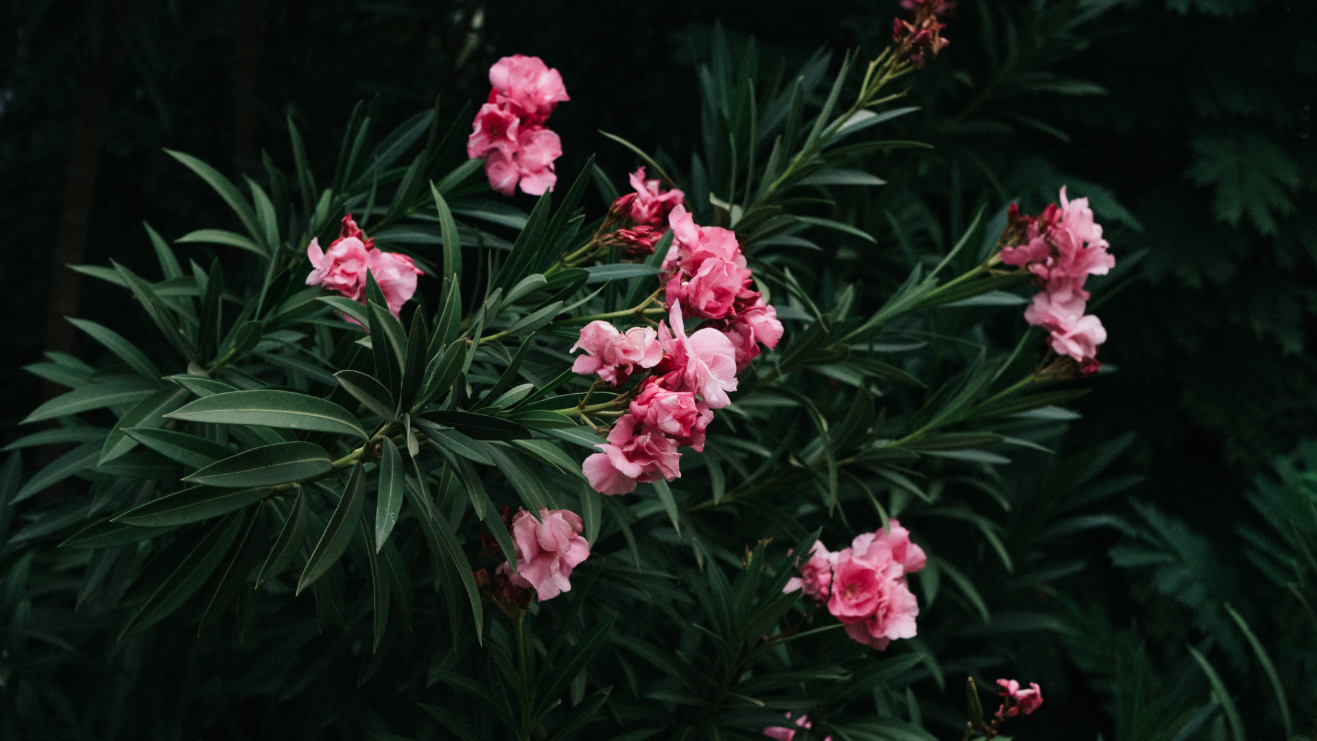 Flores Rosadas Con Hojas Verdes. Wallpaper in 1920x1080 Resolution