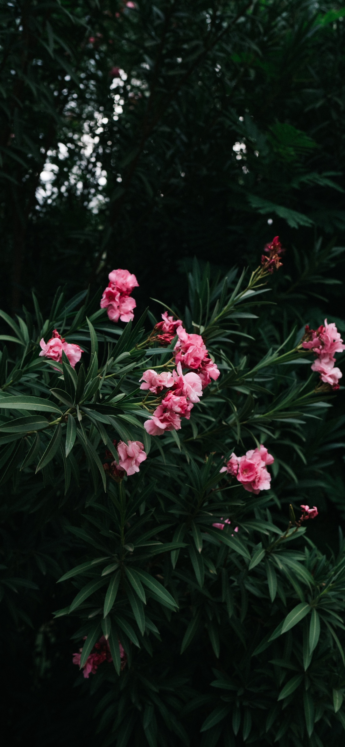 Pink Flowers With Green Leaves. Wallpaper in 1125x2436 Resolution