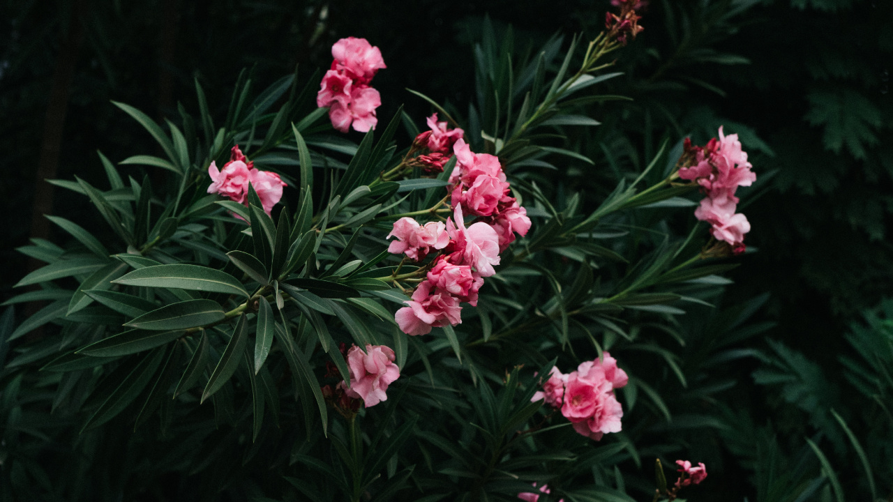 Pink Flowers With Green Leaves. Wallpaper in 1280x720 Resolution