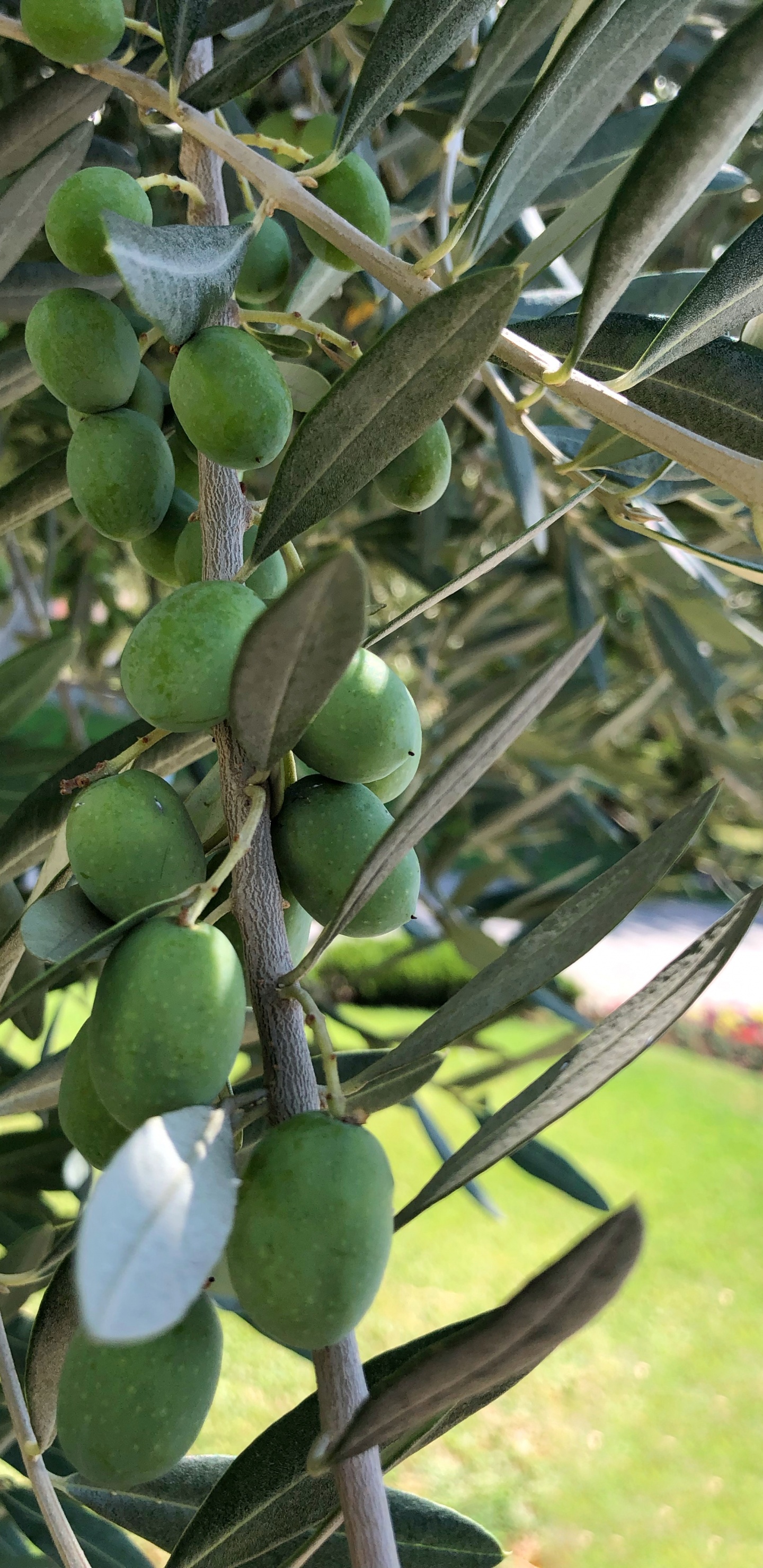 Oliva, Árbol de la Fruta, Biología, Ciencia, Producir. Wallpaper in 1440x2960 Resolution