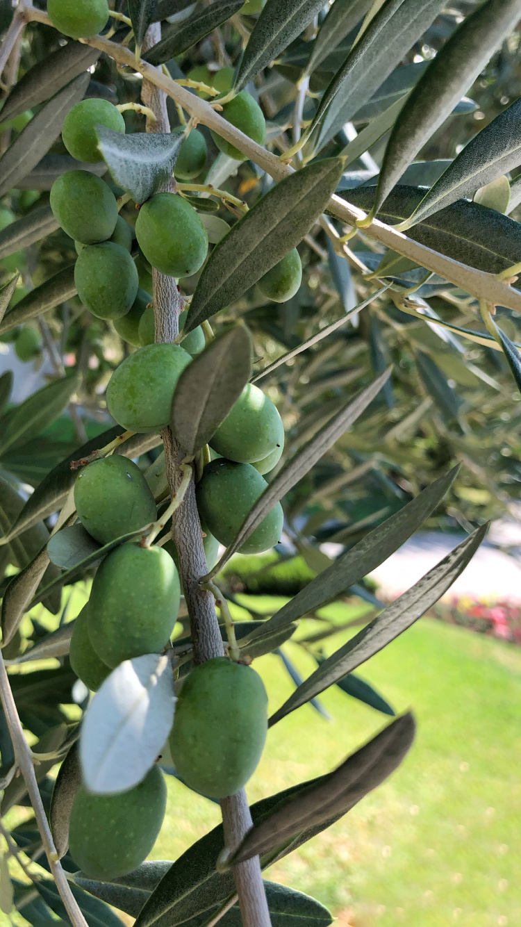 Oliva, Árbol de la Fruta, Biología, Ciencia, Producir. Wallpaper in 750x1334 Resolution