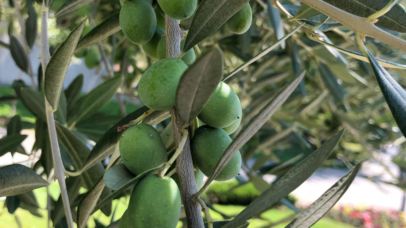 Olive, Fruit Tree, Biology, Science, Produce. Wallpaper in 1366x768 Resolution