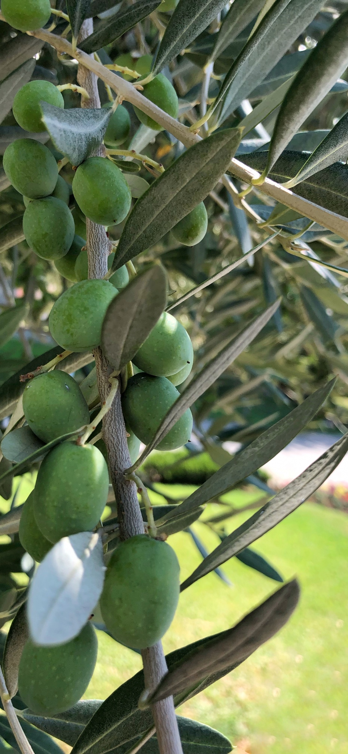 Olive, Les Fruits de L'arbre, Biologie, Sciences, Produit. Wallpaper in 1125x2436 Resolution