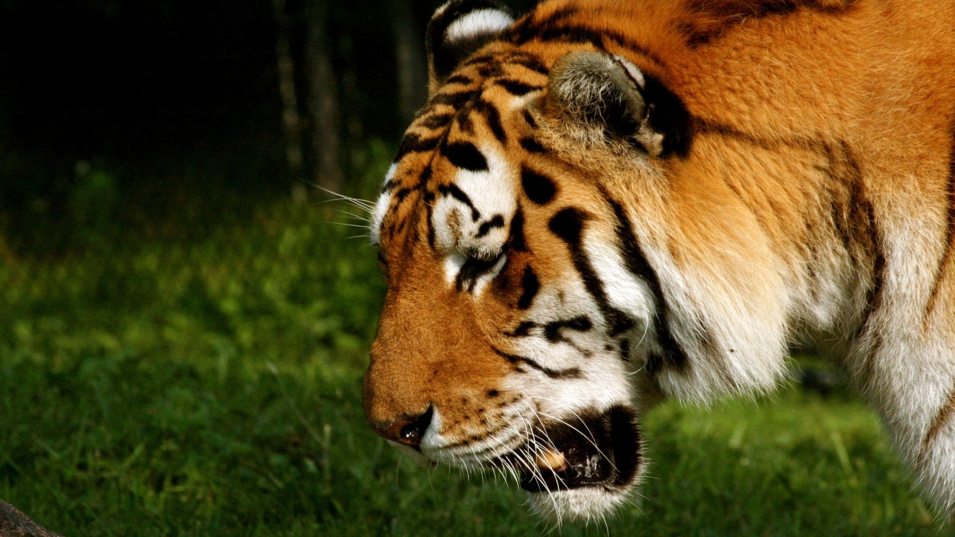 Tigre Blanco y Marrón Acostado Sobre la Hierba Verde Durante el Día. Wallpaper in 1920x1080 Resolution