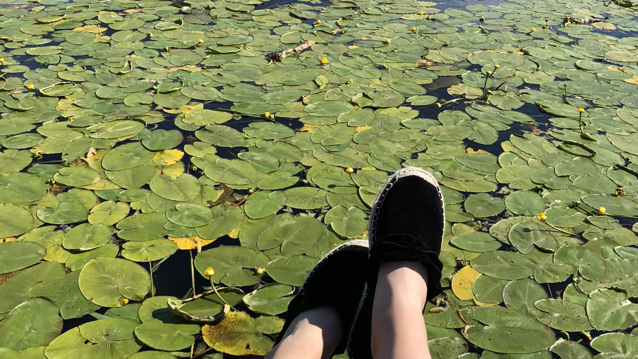 Water, Human, Water Resources, Leaf, People in Nature. Wallpaper in 1280x720 Resolution