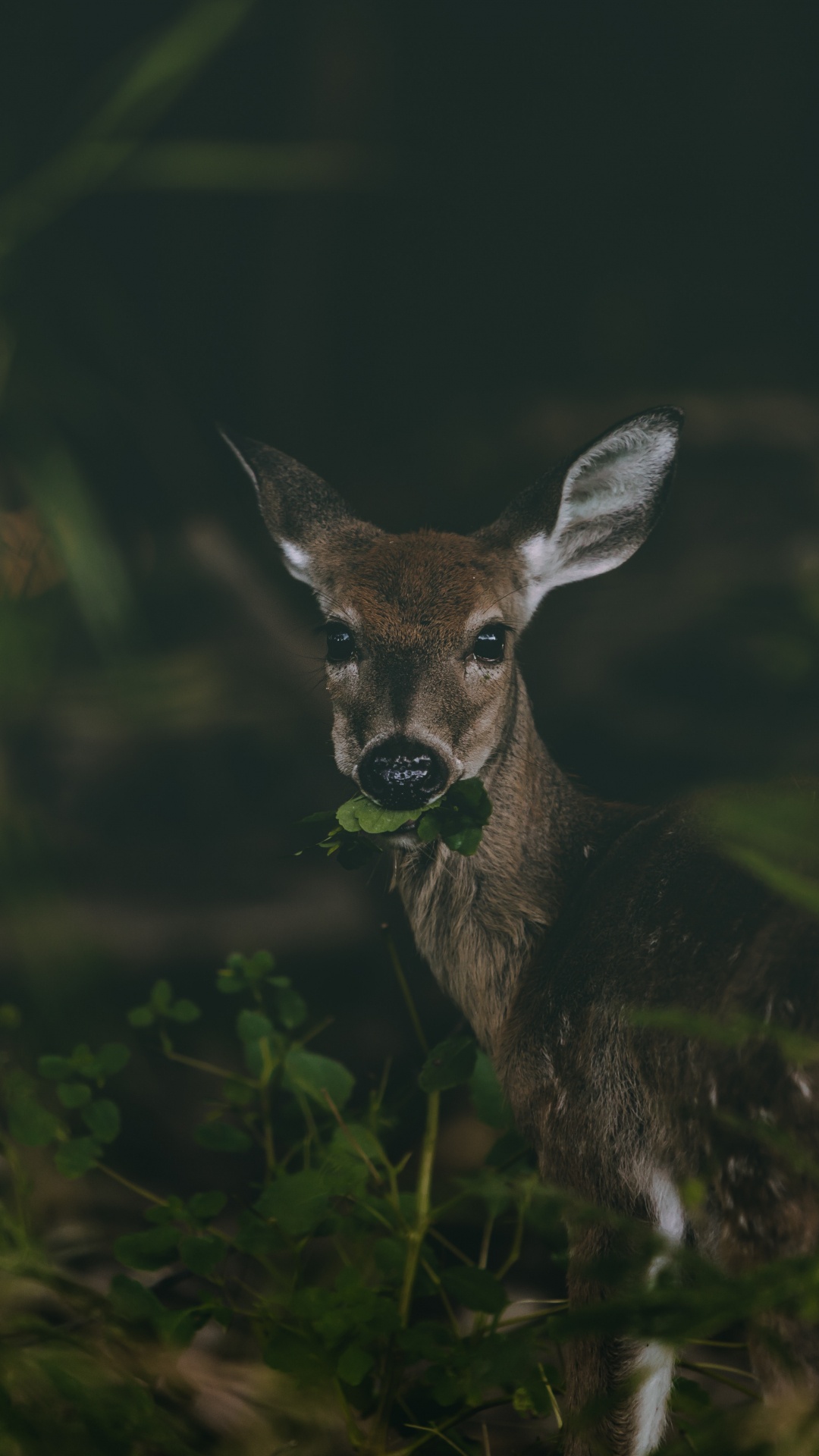 Brown Deer on Green Grass During Daytime. Wallpaper in 1080x1920 Resolution