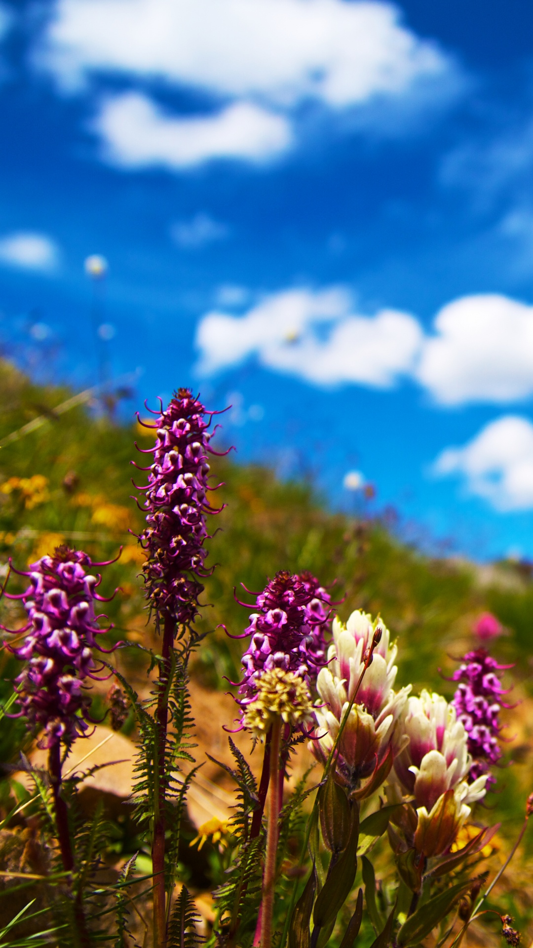 自然景观, 性质, 草地上, 自然环境, 野花 壁纸 1080x1920 允许