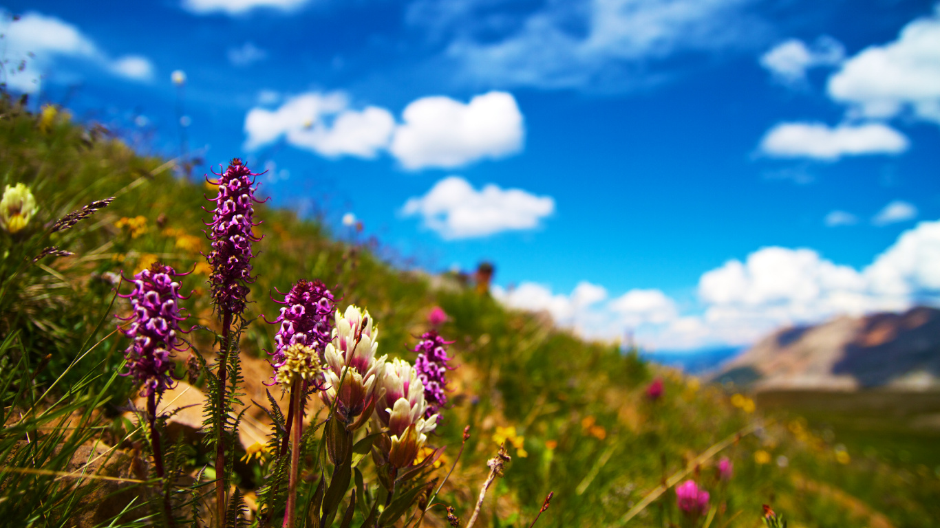 Purple Flower Under Blue Sky During Daytime. Wallpaper in 1366x768 Resolution