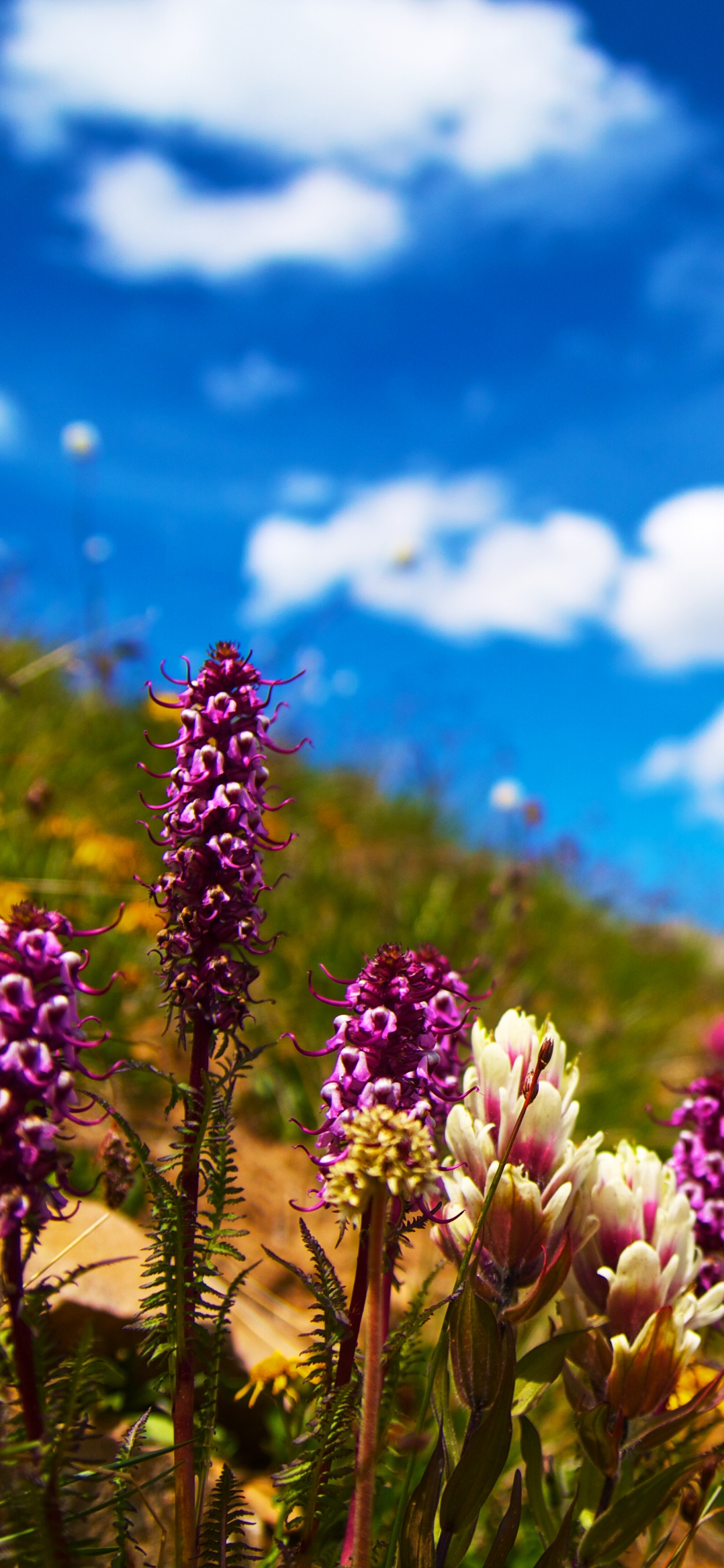 Fleur Violette Sous Ciel Bleu Pendant la Journée. Wallpaper in 1242x2688 Resolution