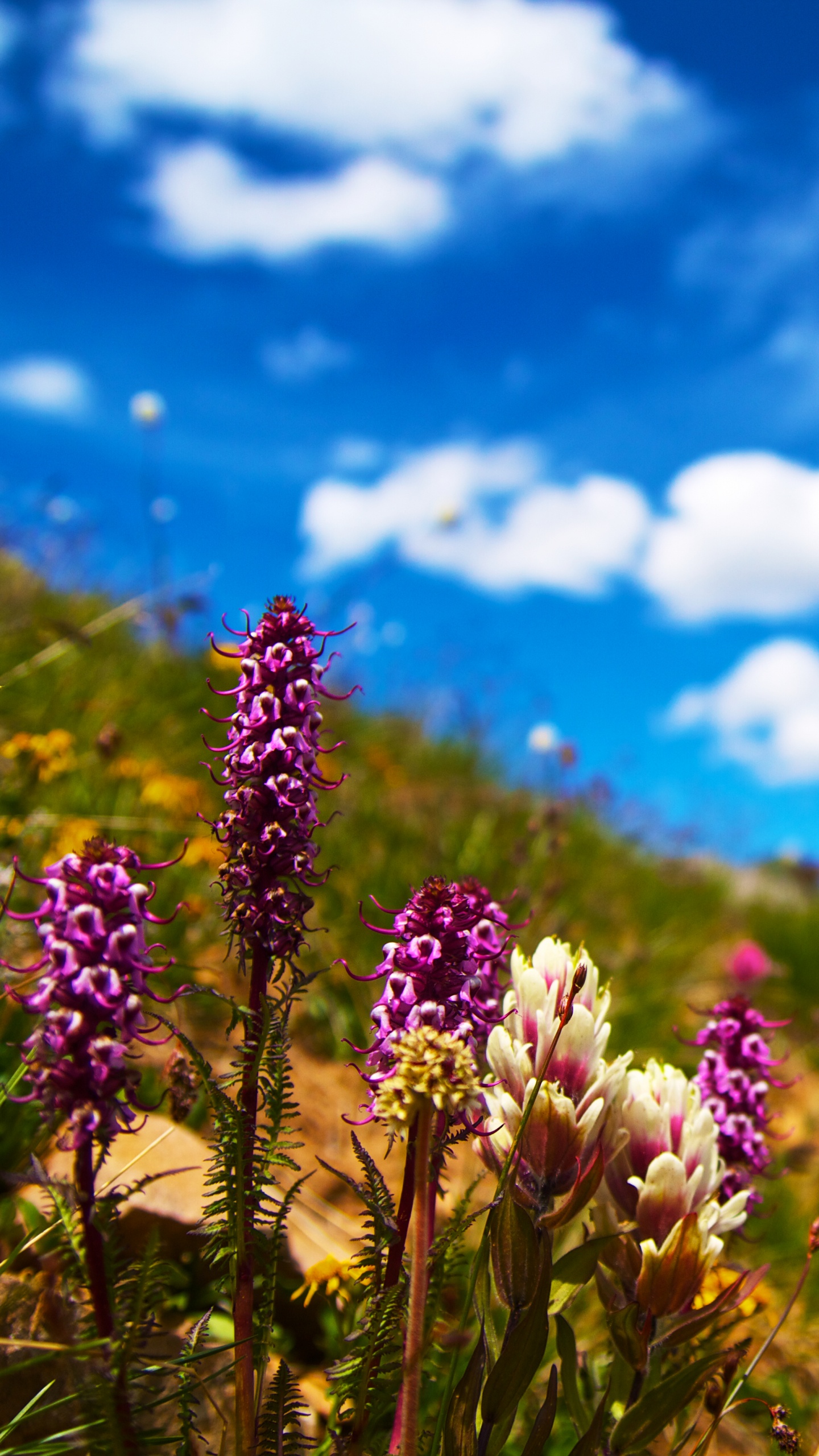 Fleur Violette Sous Ciel Bleu Pendant la Journée. Wallpaper in 1440x2560 Resolution