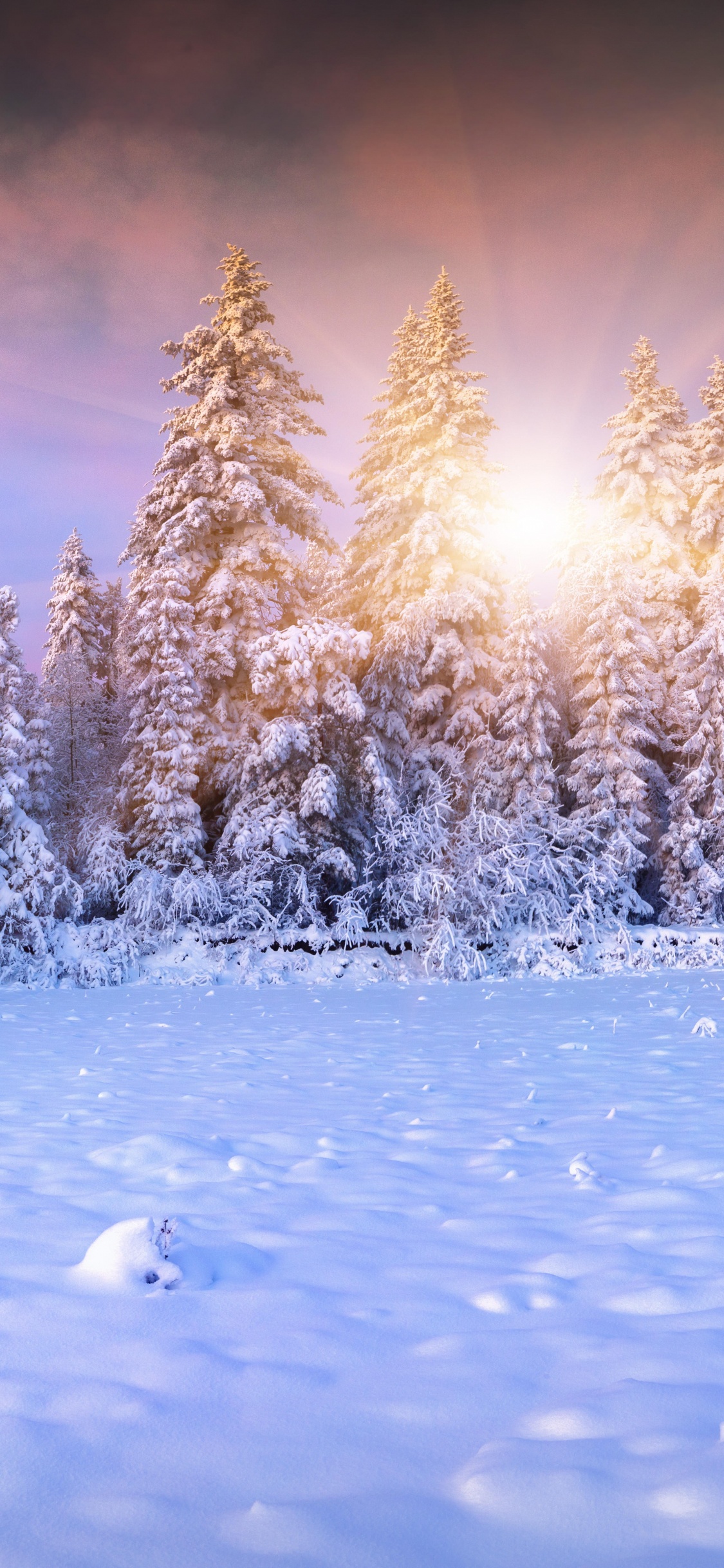 Árboles Cubiertos de Nieve Durante el Día. Wallpaper in 1125x2436 Resolution