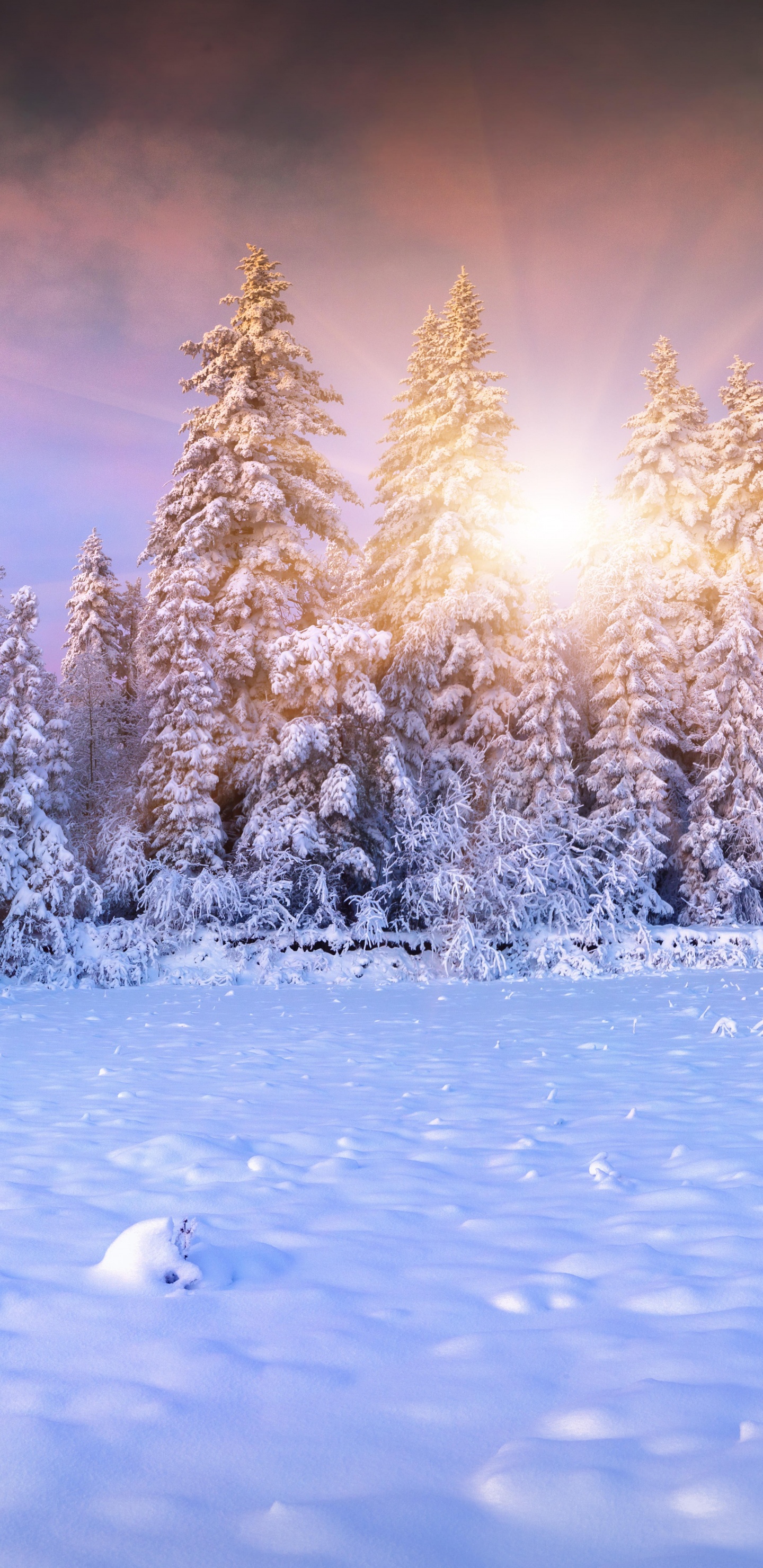 Árboles Cubiertos de Nieve Durante el Día. Wallpaper in 1440x2960 Resolution