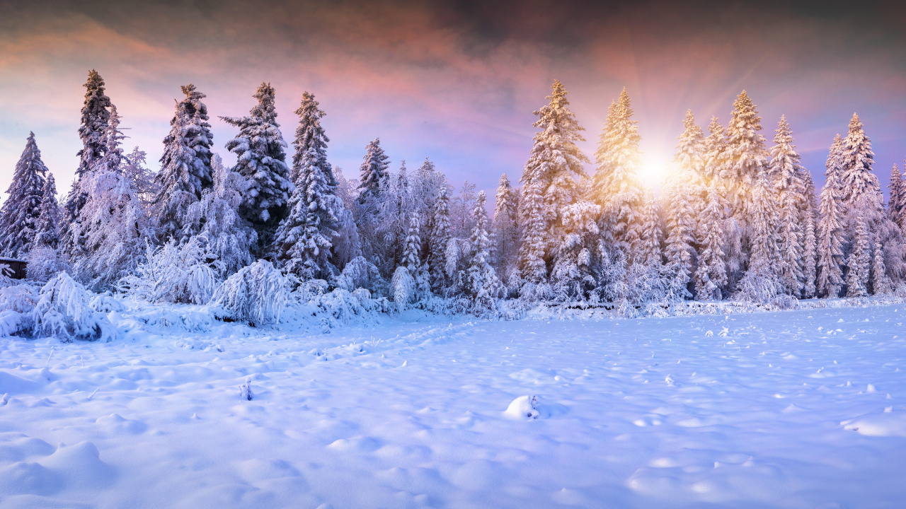 Snow Covered Trees During Daytime. Wallpaper in 1280x720 Resolution