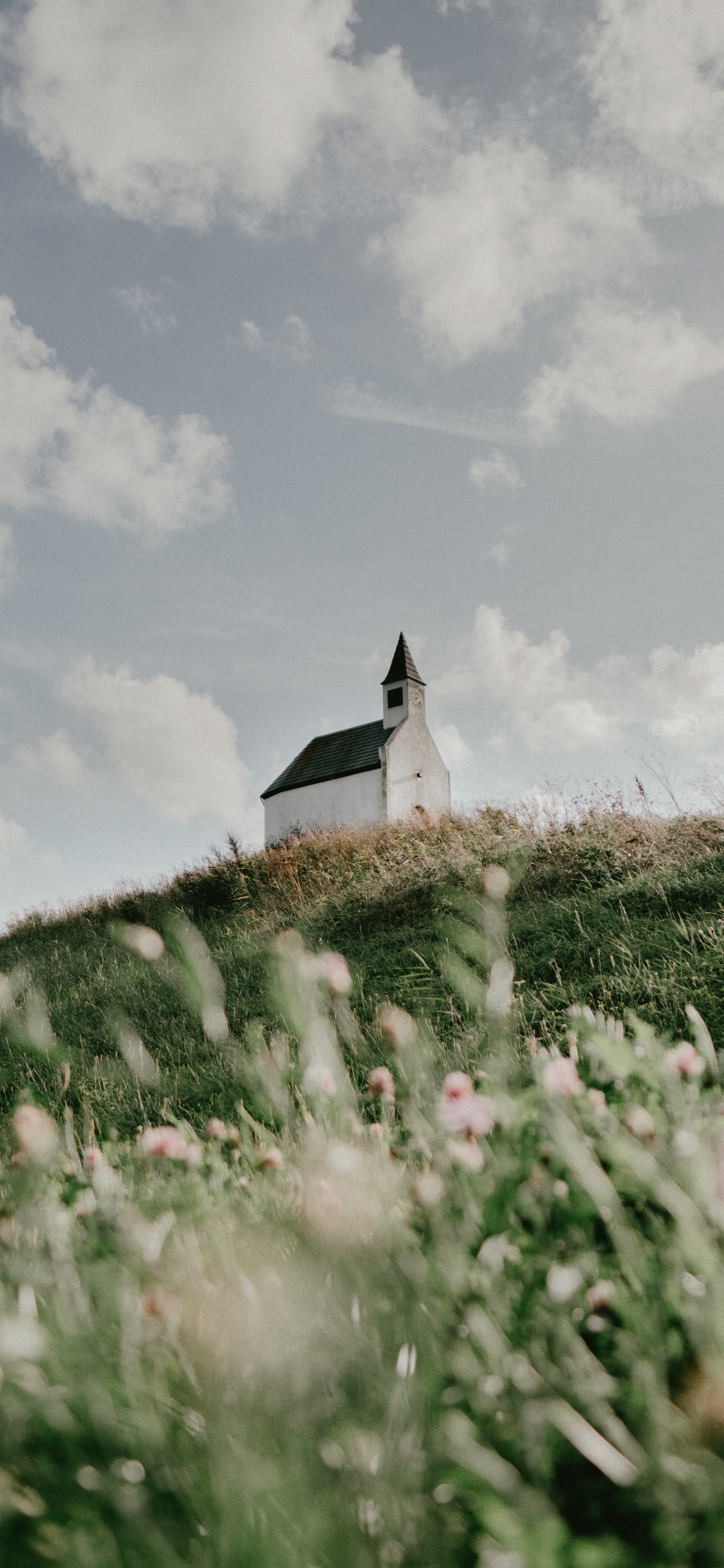 Été, L'herbe de la Famille, Printemps, Prairie, Sina Weibo. Wallpaper in 1125x2436 Resolution