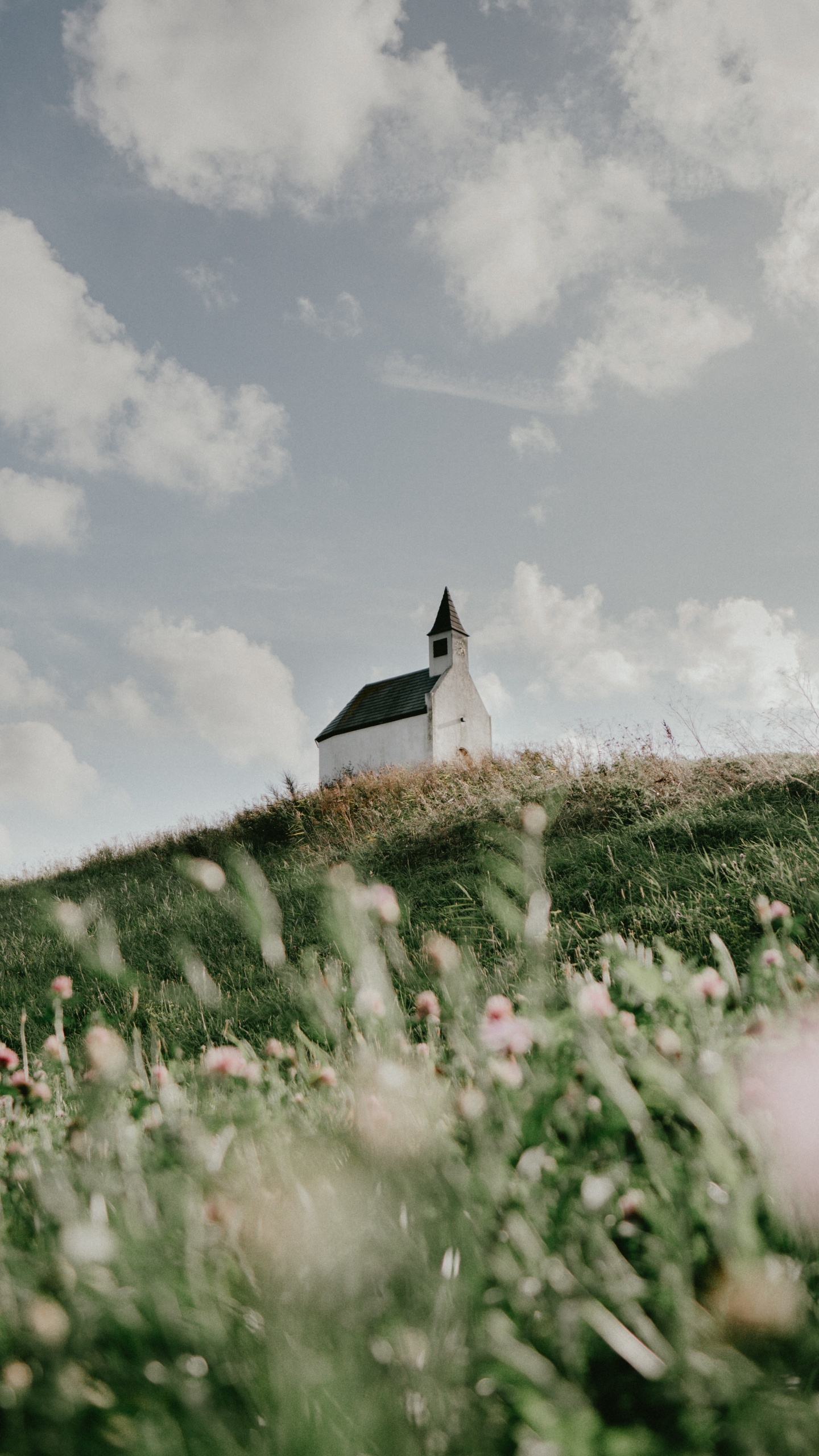 Été, L'herbe de la Famille, Printemps, Prairie, Sina Weibo. Wallpaper in 1440x2560 Resolution