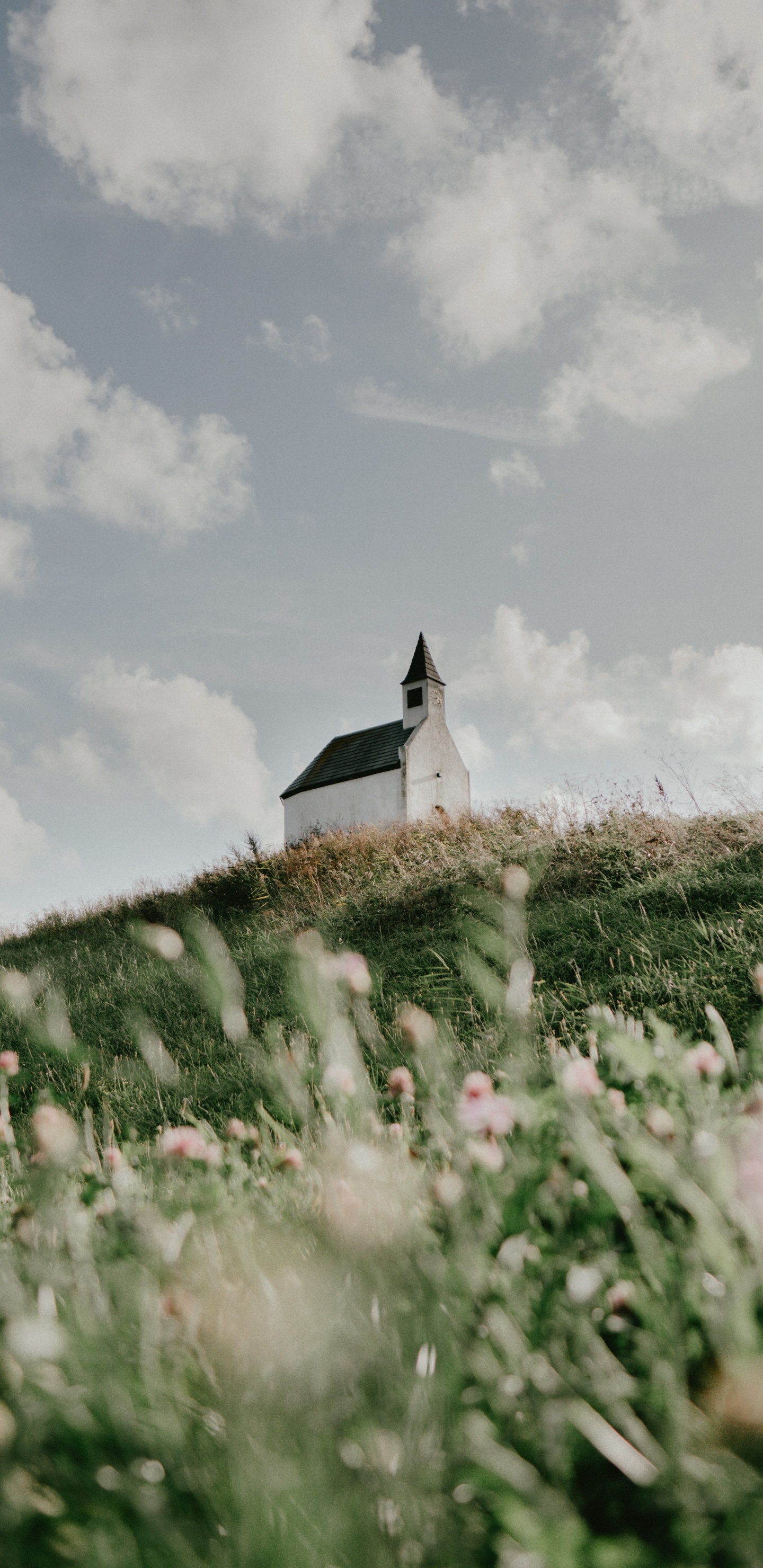 Été, L'herbe de la Famille, Printemps, Prairie, Sina Weibo. Wallpaper in 1440x2960 Resolution